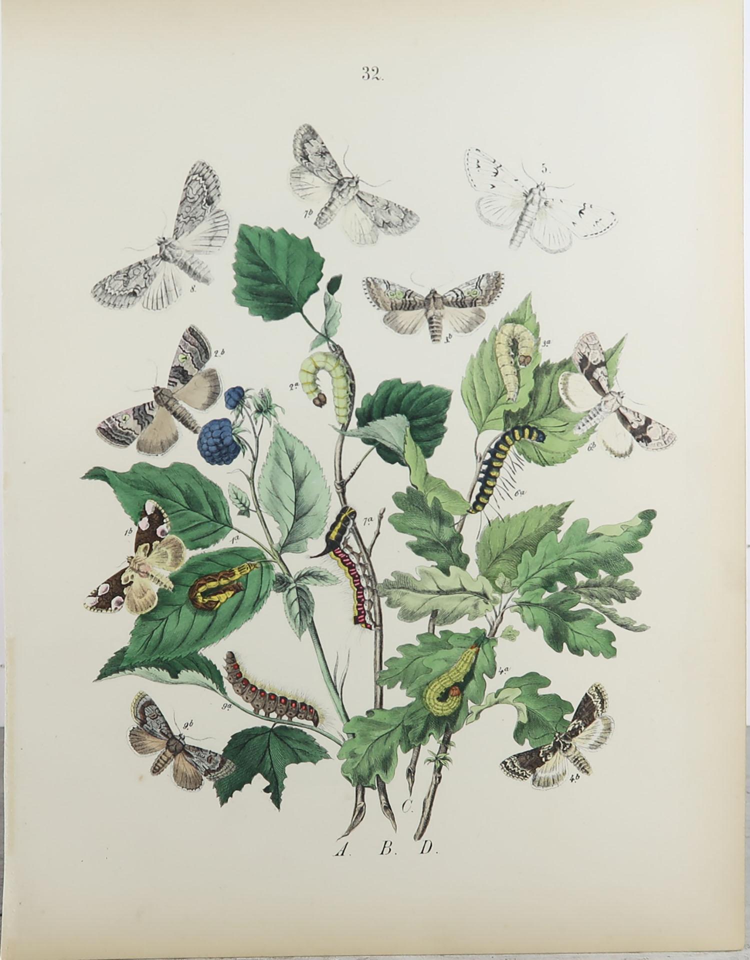 Set of 15 Original Antique Prints of Butterflies, circa 1880 1