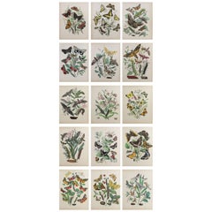 Set of 15 Original Antique Prints of Butterflies, circa 1880 Set of 15 Original Antique Prints of Butterflies, circa 1880