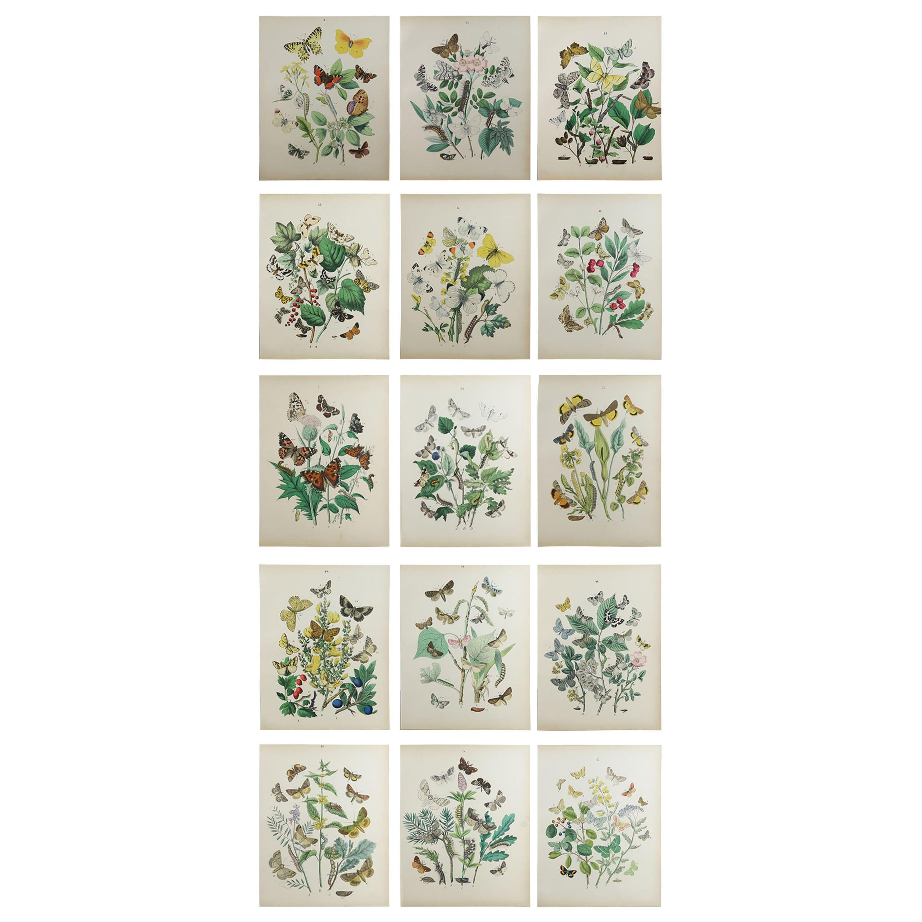 Set of 15 Original Antique Prints of Butterflies, circa 1880