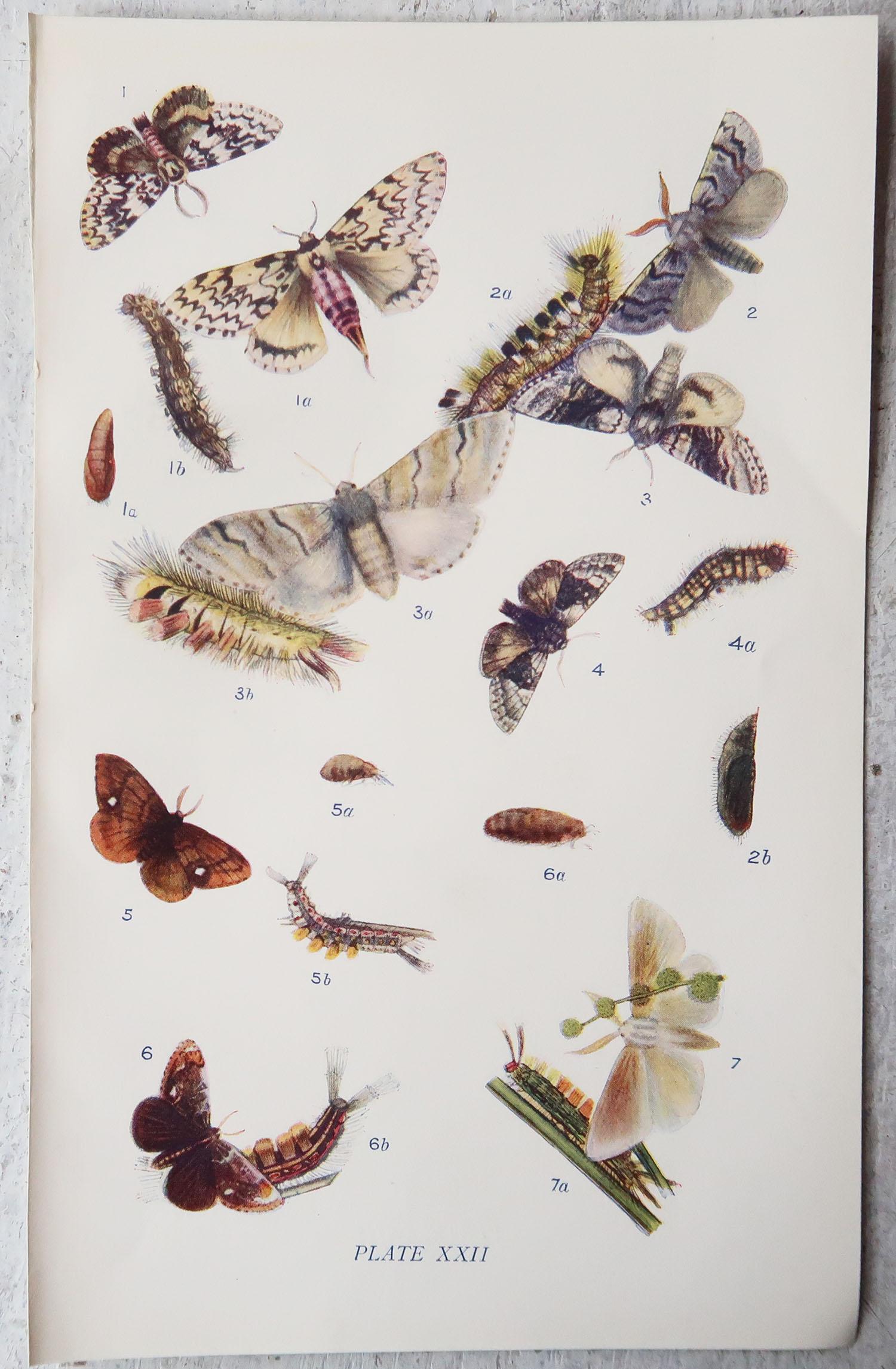Set of 15 Original Antique Prints of Butterflies, circa 1900 2