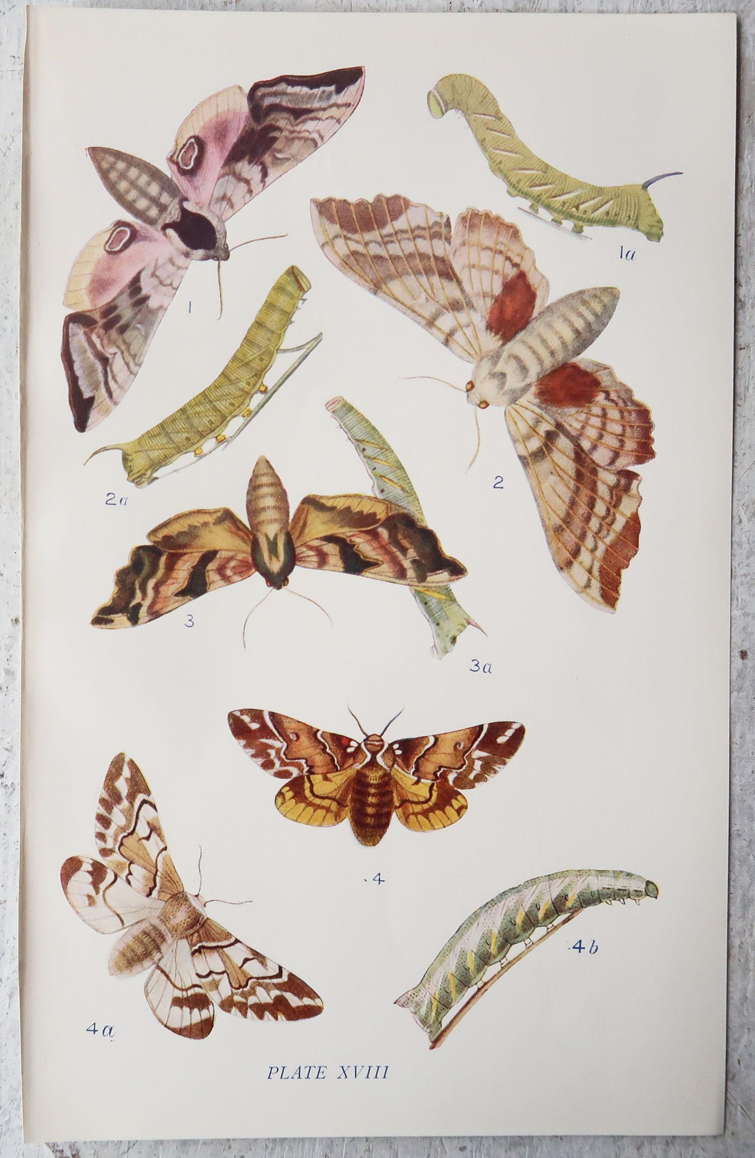 Set of 15 Original Antique Prints of Butterflies, circa 1900 3