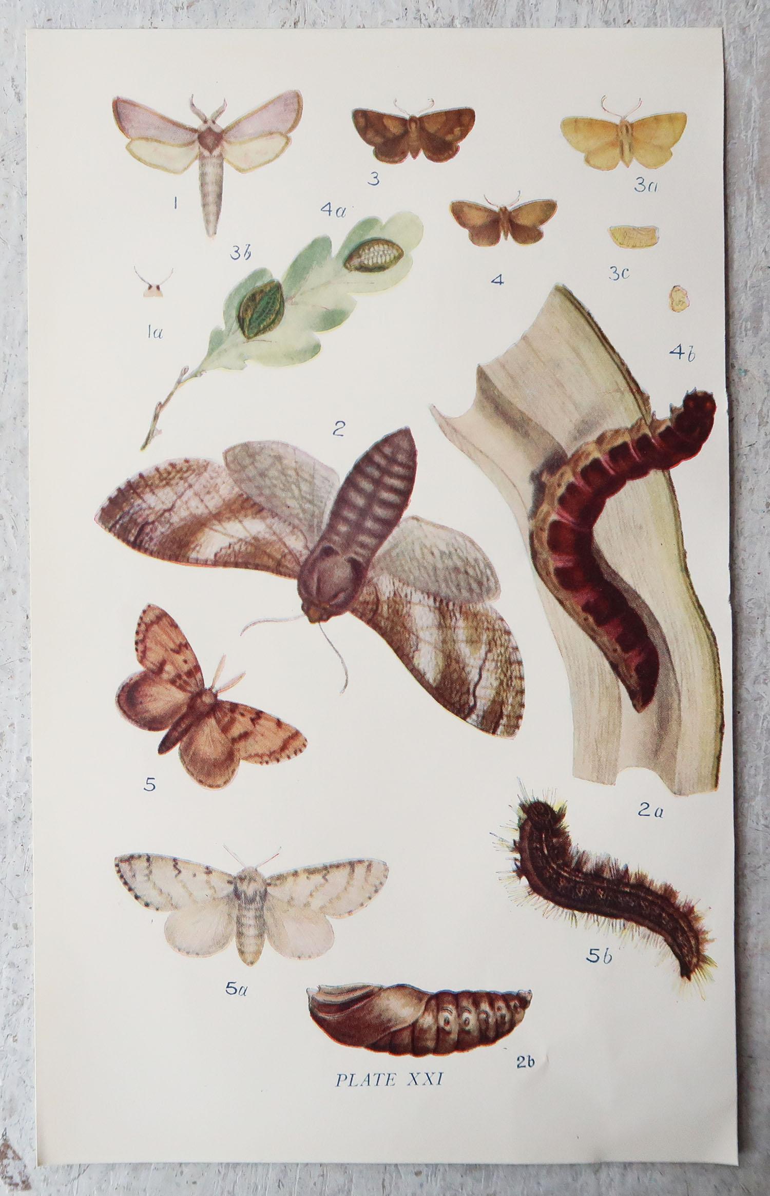 Set of 15 Original Antique Prints of Butterflies, circa 1900 4