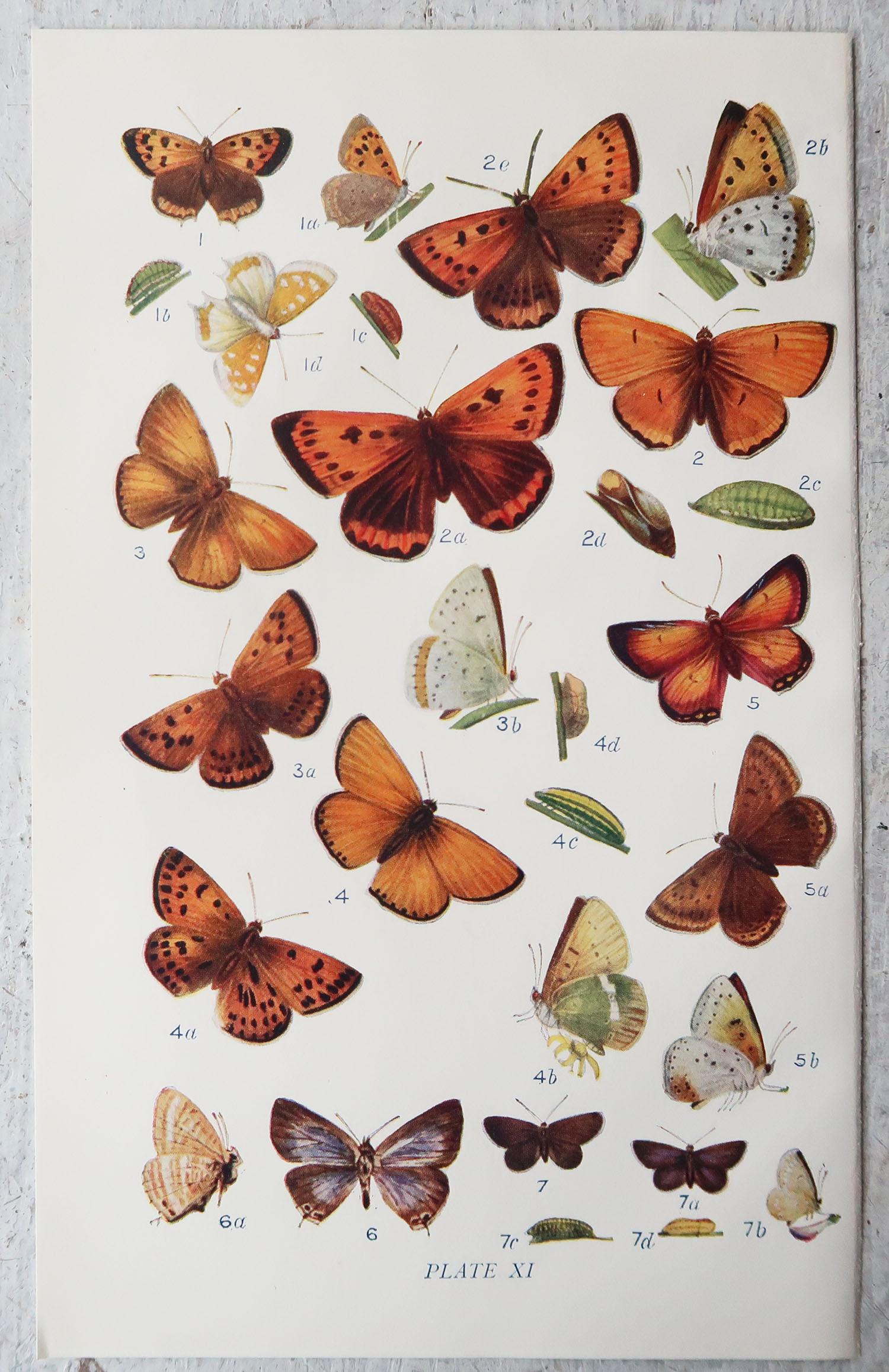 Set of 15 Original Antique Prints of Butterflies, circa 1900 5