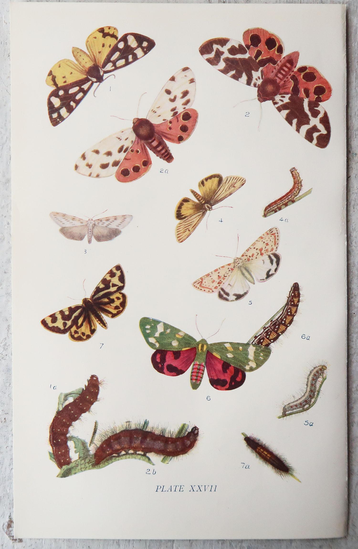 Set of 15 Original Antique Prints of Butterflies, circa 1900 6