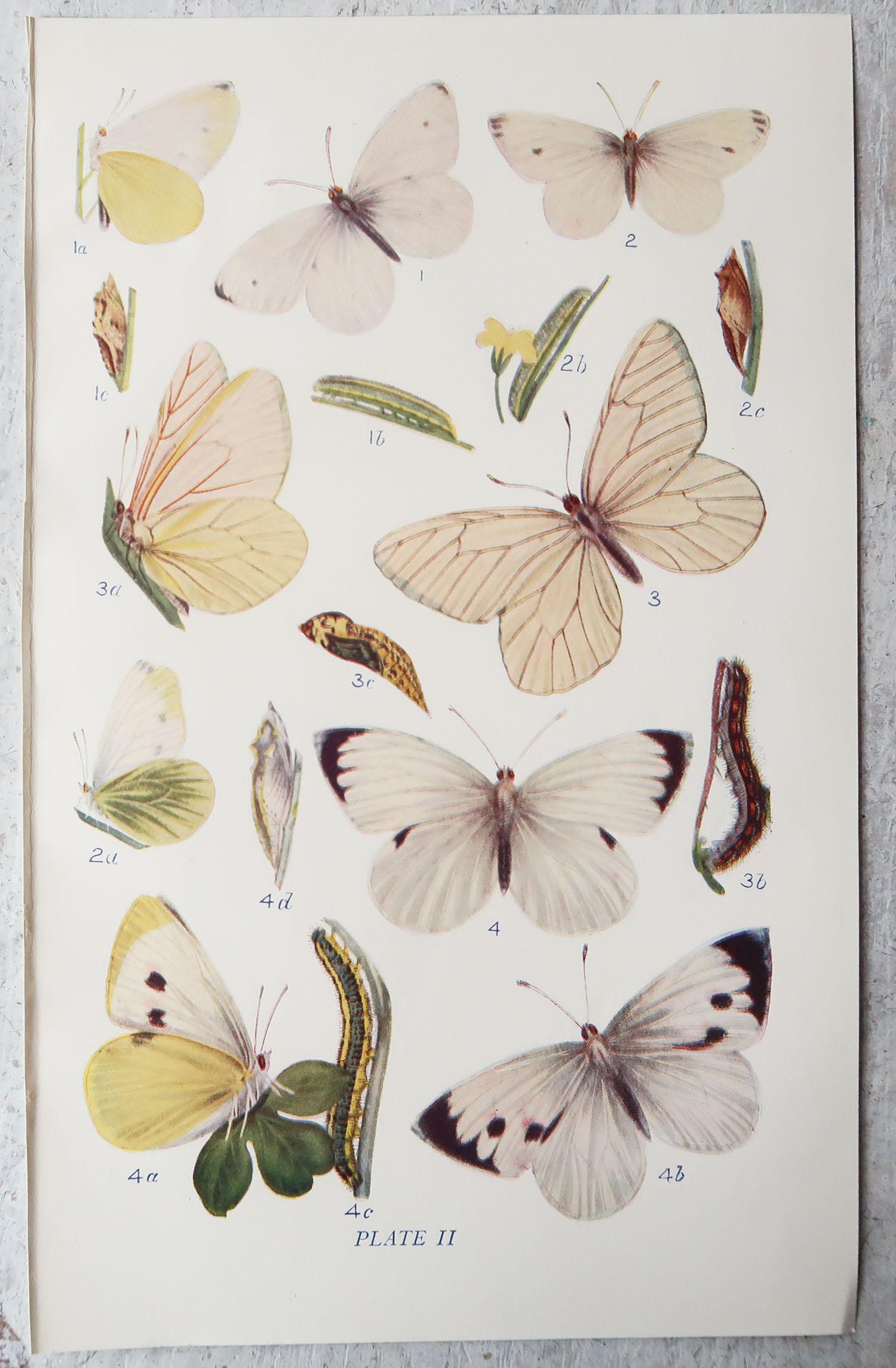 Set of 15 Original Antique Prints of Butterflies, circa 1900 7