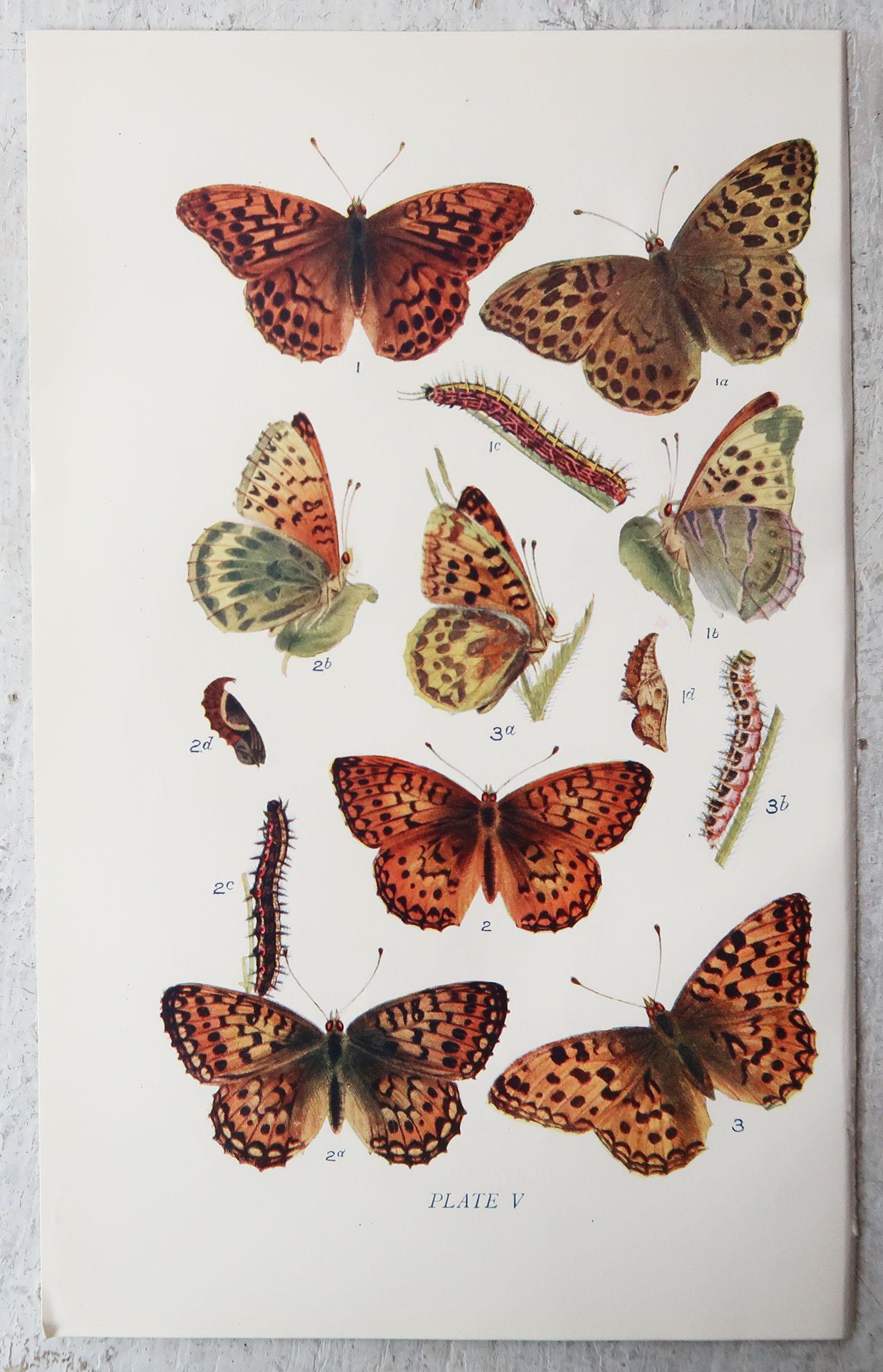 Set of 15 Original Antique Prints of Butterflies, circa 1900 8