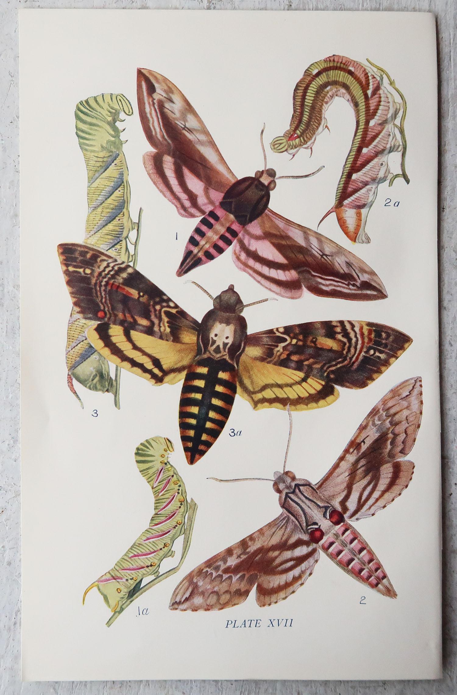 Great set of butterfly prints. 

Lithographs with original color

Published by Routledge, circa 1900

Unframed.


