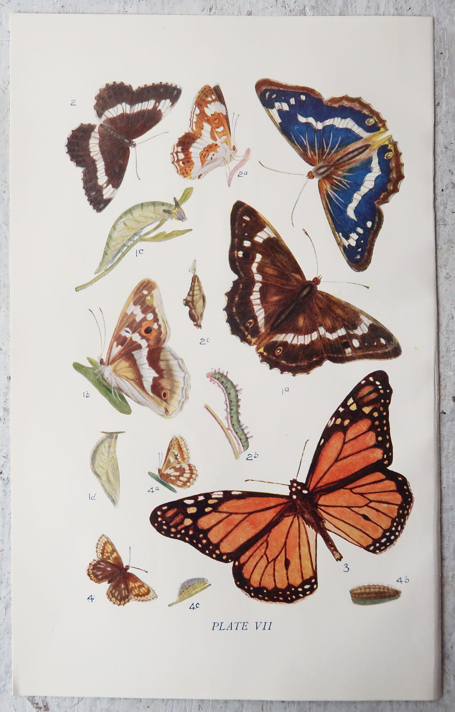 Victorian Set of 15 Original Antique Prints of Butterflies, circa 1900