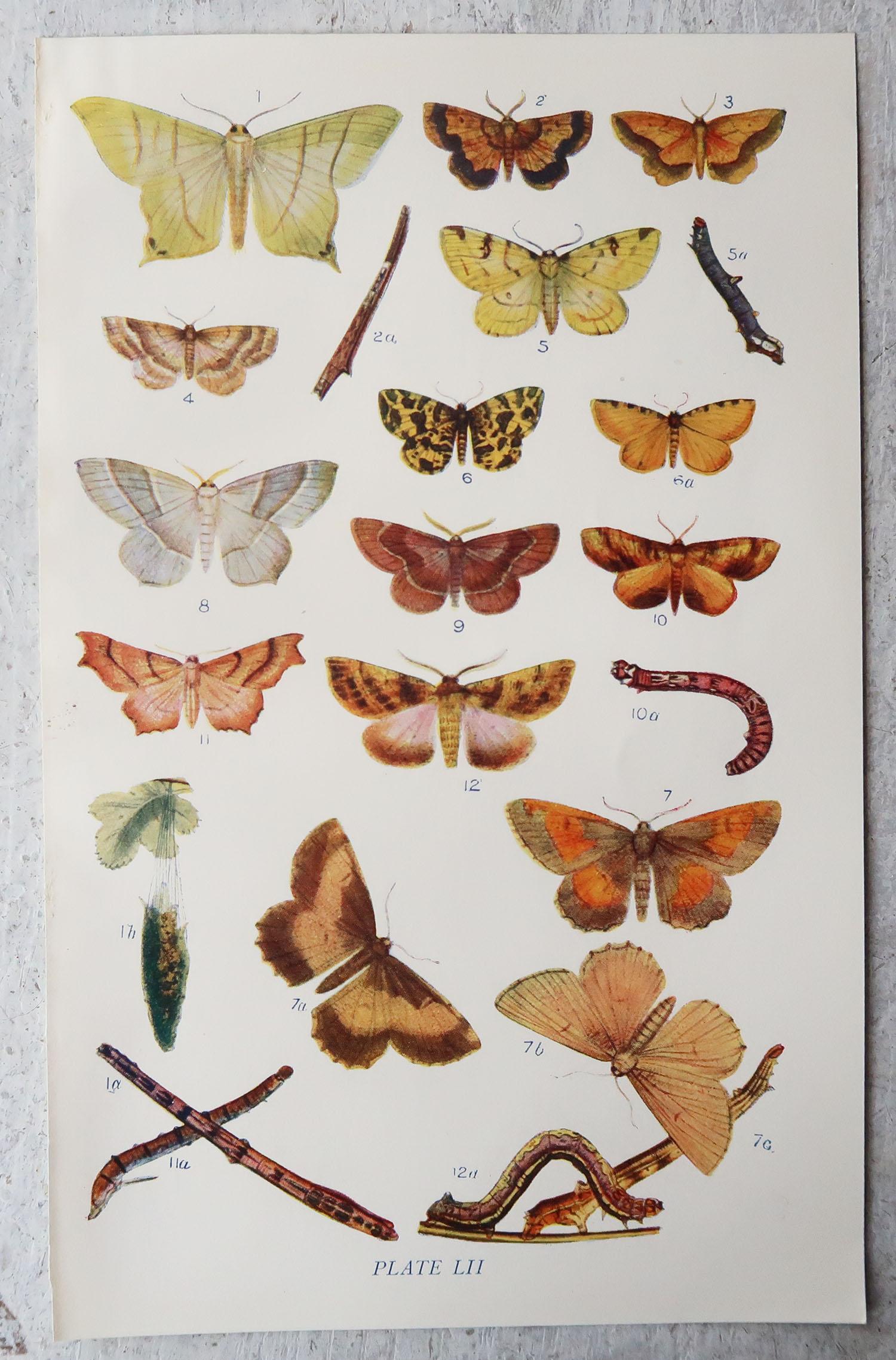 English Set of 15 Original Antique Prints of Butterflies, circa 1900