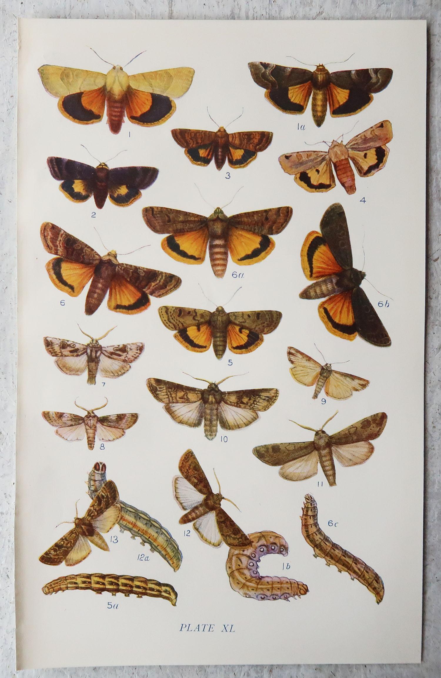 Other Set of 15 Original Antique Prints of Butterflies, circa 1900
