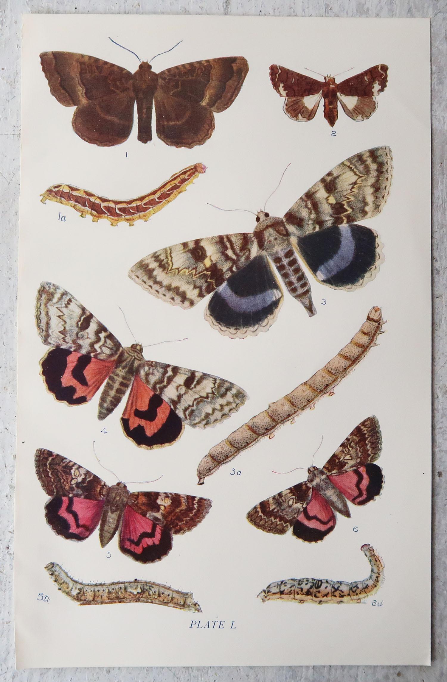 Early 20th Century Set of 15 Original Antique Prints of Butterflies, circa 1900