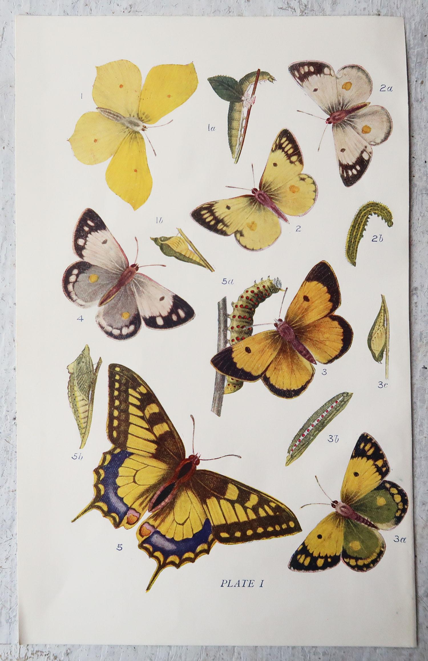 Paper Set of 15 Original Antique Prints of Butterflies, circa 1900