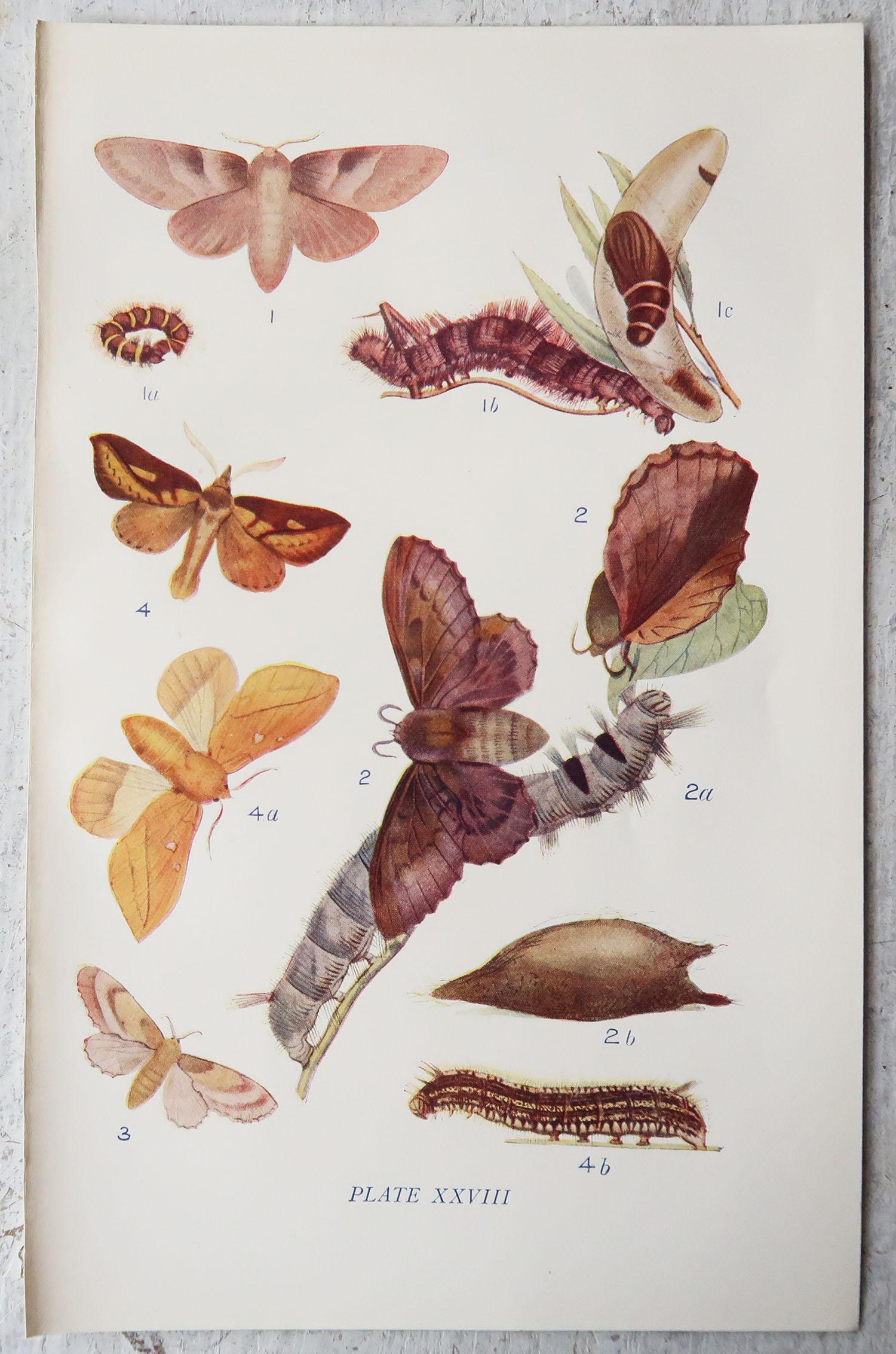 Set of 15 Original Antique Prints of Butterflies, circa 1900 1