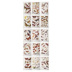 Set of 15 Original Antique Prints of Butterflies, circa 1900 Set of 15 Original Antique Prints of Butterflies, circa 1900