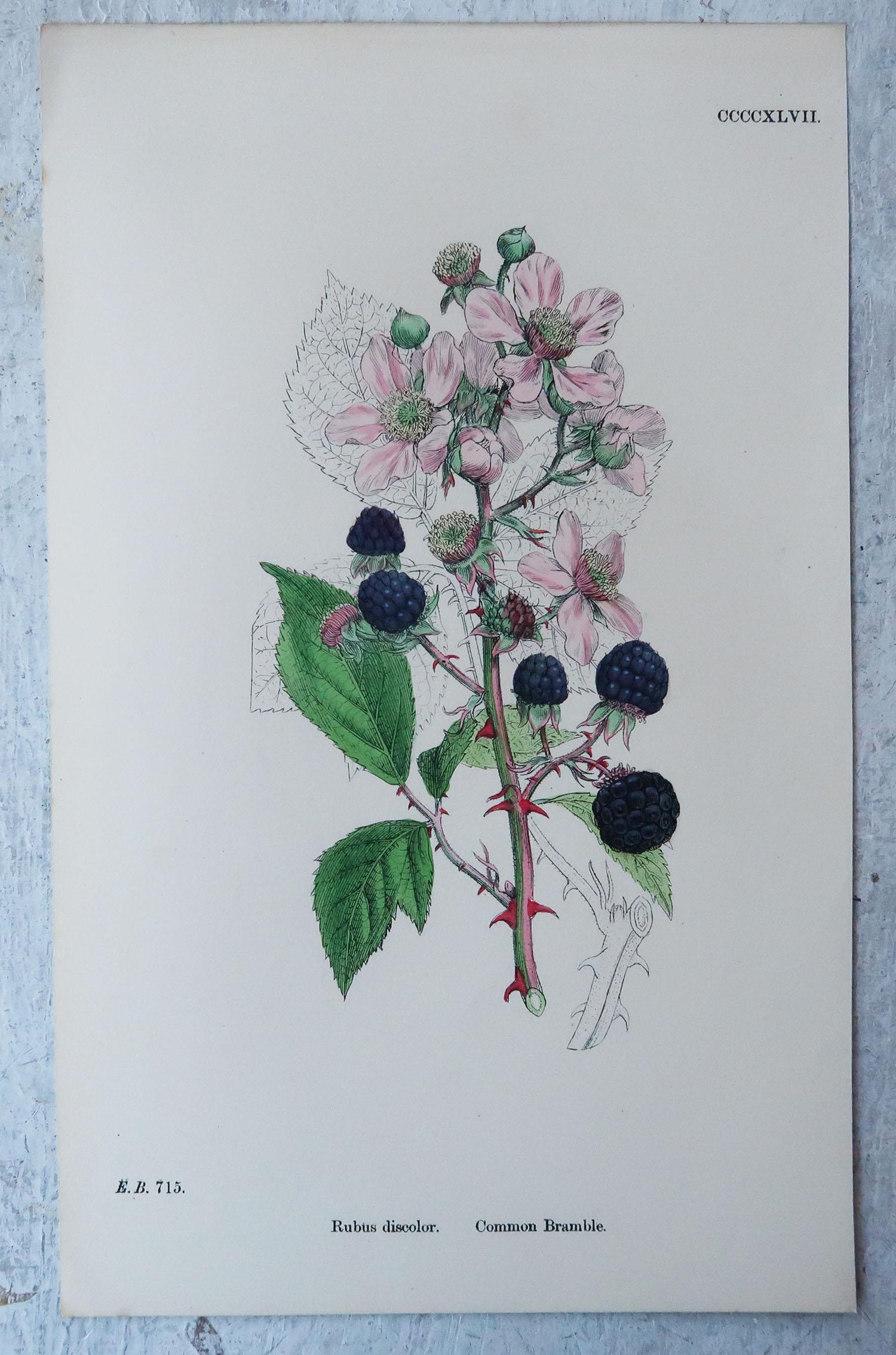 Set of 15 Original Antique Prints of Fruit, Circa 1850 3
