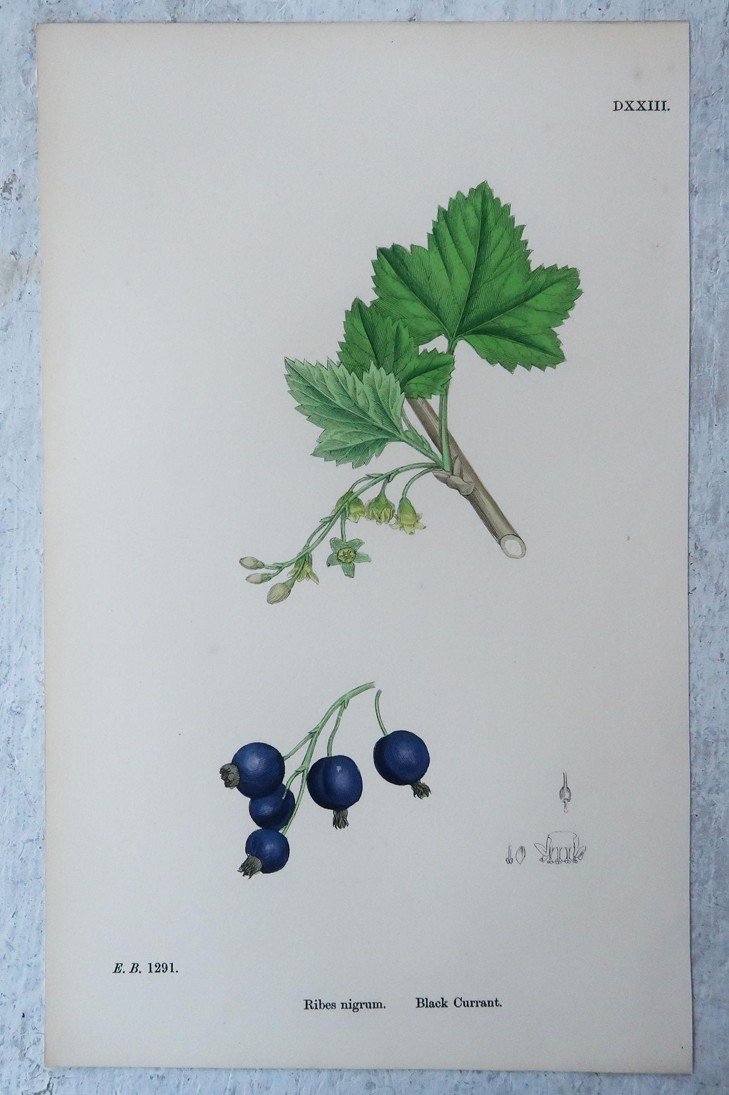 Set of 15 Original Antique Prints of Fruit, Circa 1850 4