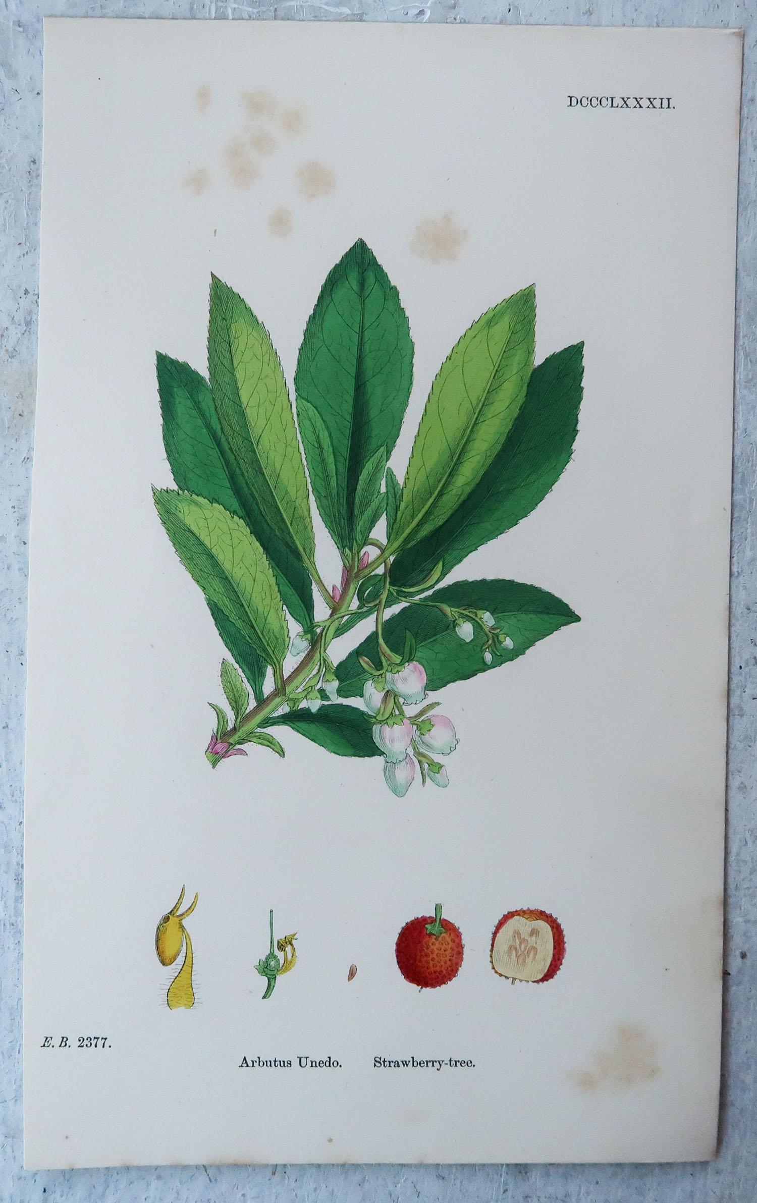 Set of 15 Original Antique Prints of Fruit, Circa 1850 5
