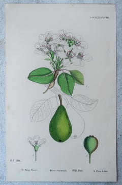 Set of 15 Original Antique Prints of Fruit, Circa 1850