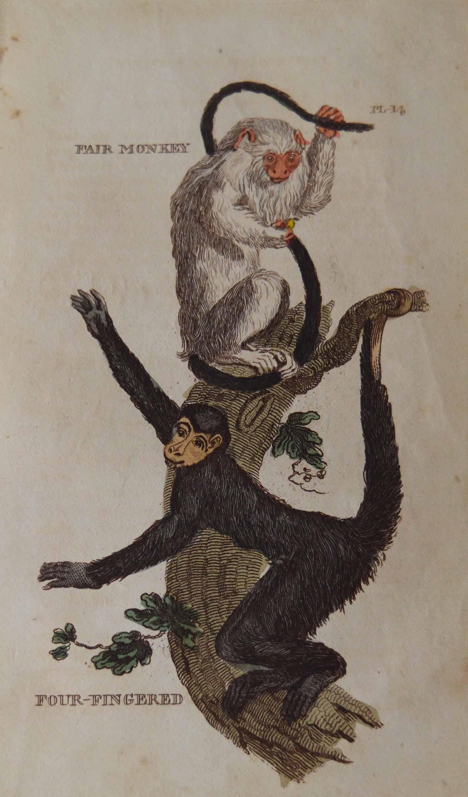 Set of 15 Original Antique Prints of Monkey's, circa 1810 2