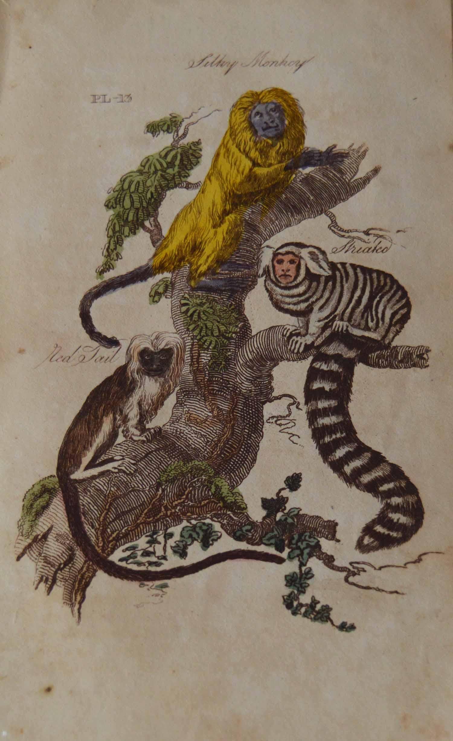 Set of 15 Original Antique Prints of Monkey's, circa 1810 3