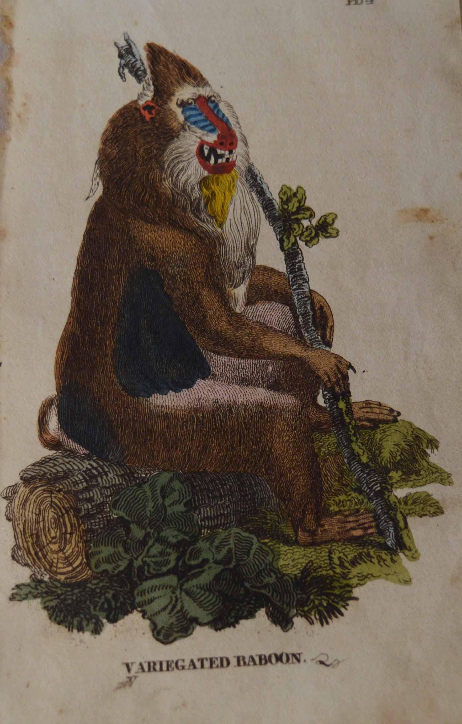 Set of 15 Original Antique Prints of Monkey's, circa 1810 4