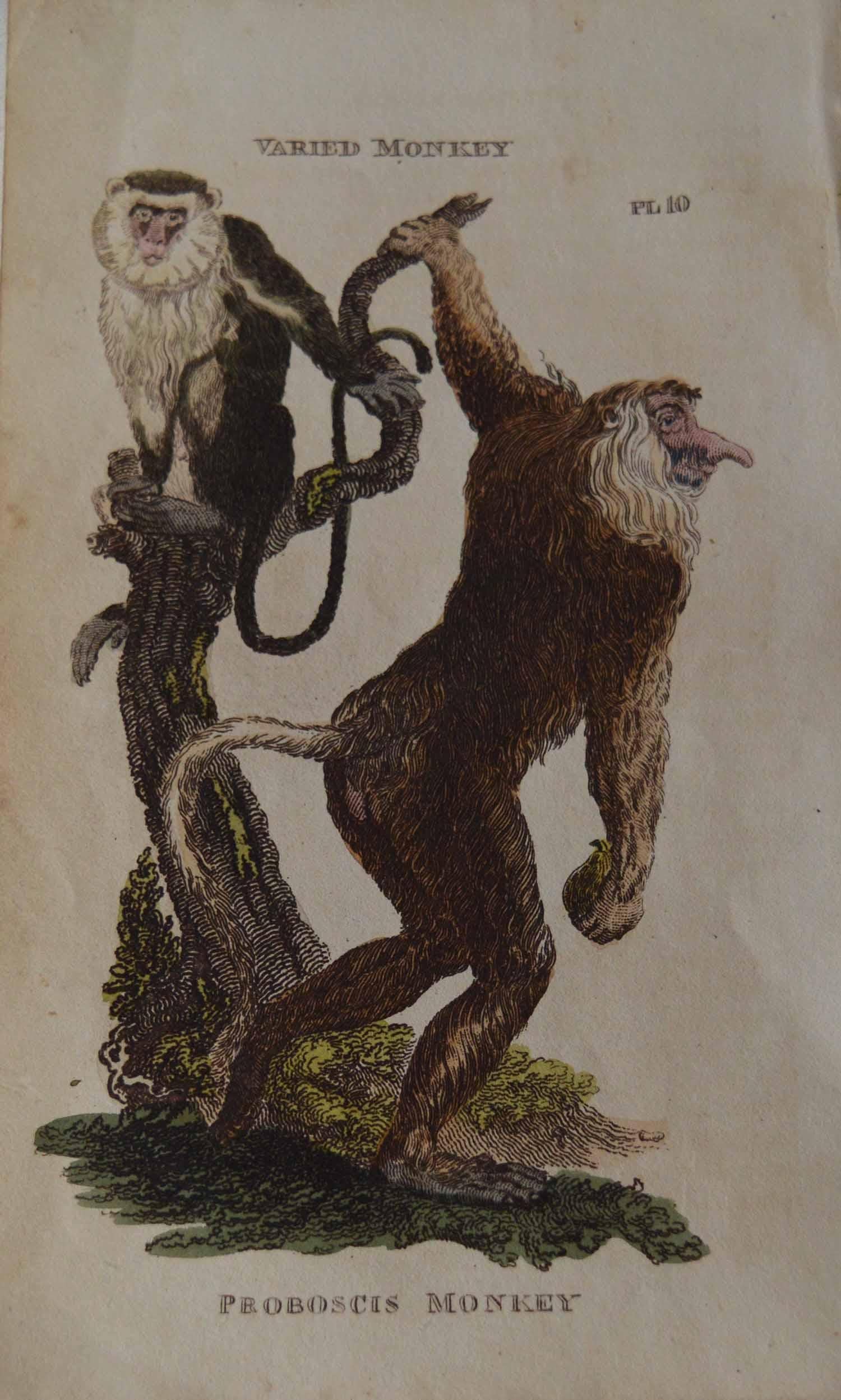 Set of 15 Original Antique Prints of Monkey's, circa 1810 7