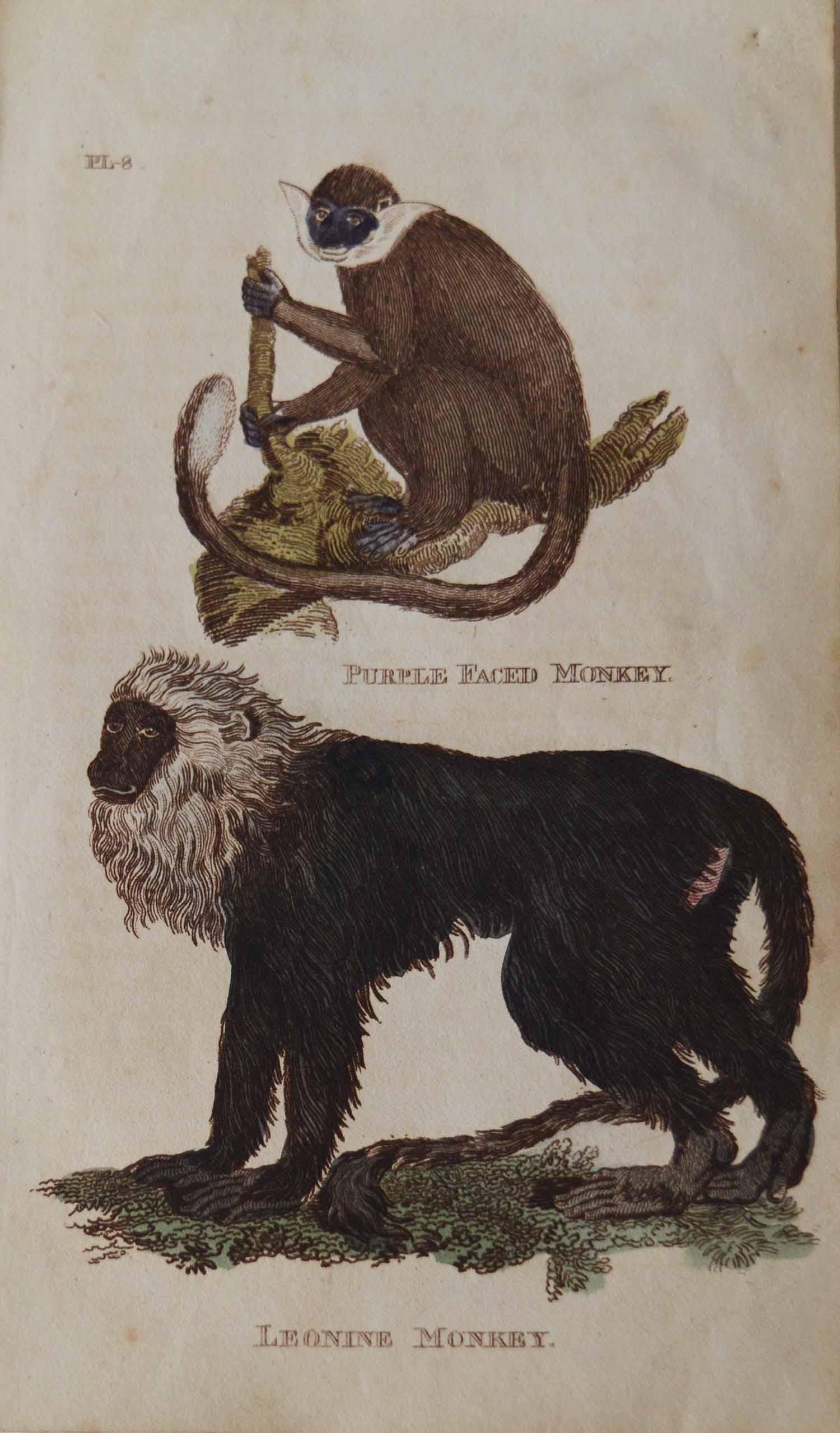 Set of 15 Original Antique Prints of Monkey's, circa 1810 8