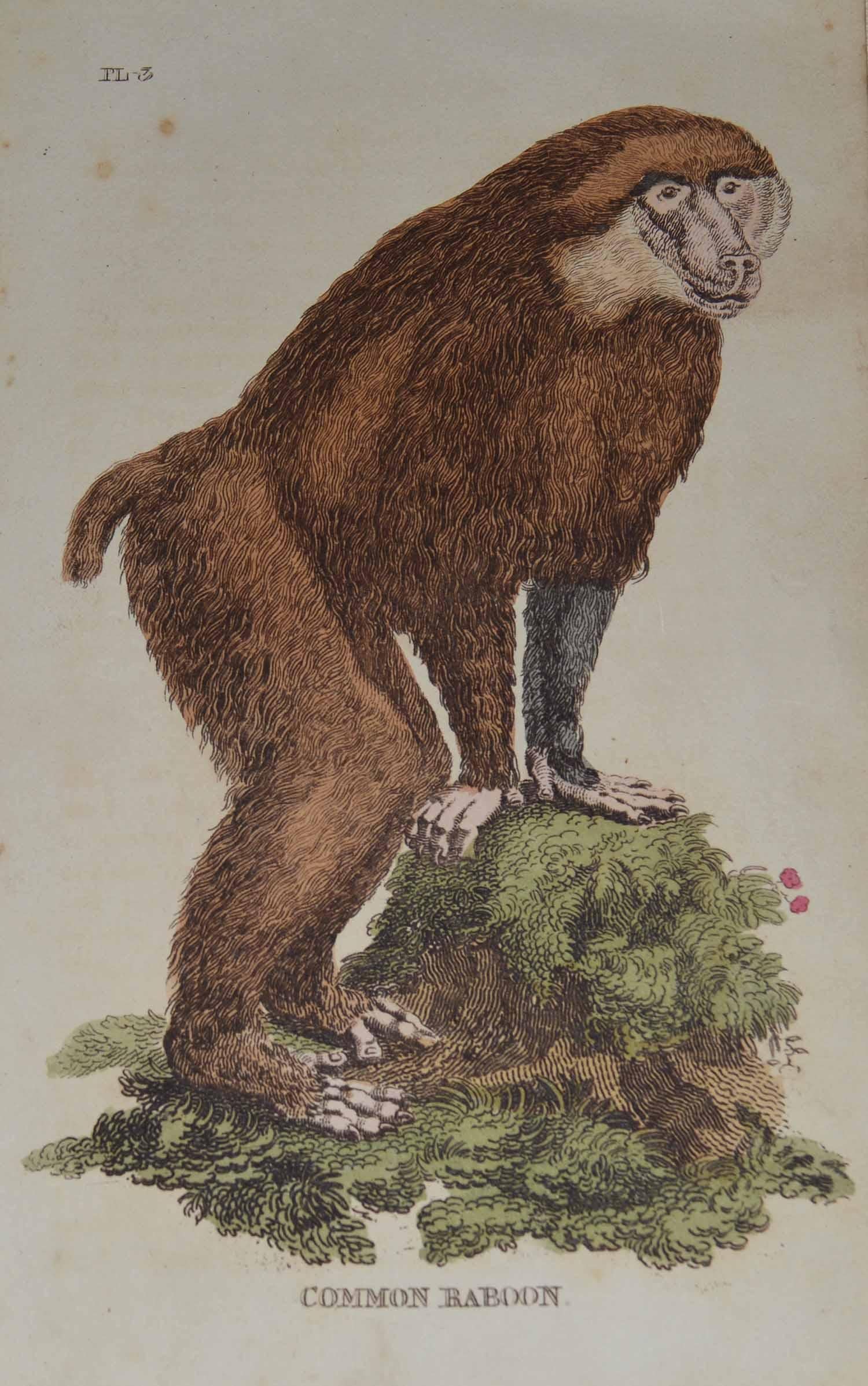 Folk Art Set of 15 Original Antique Prints of Monkey's, circa 1810