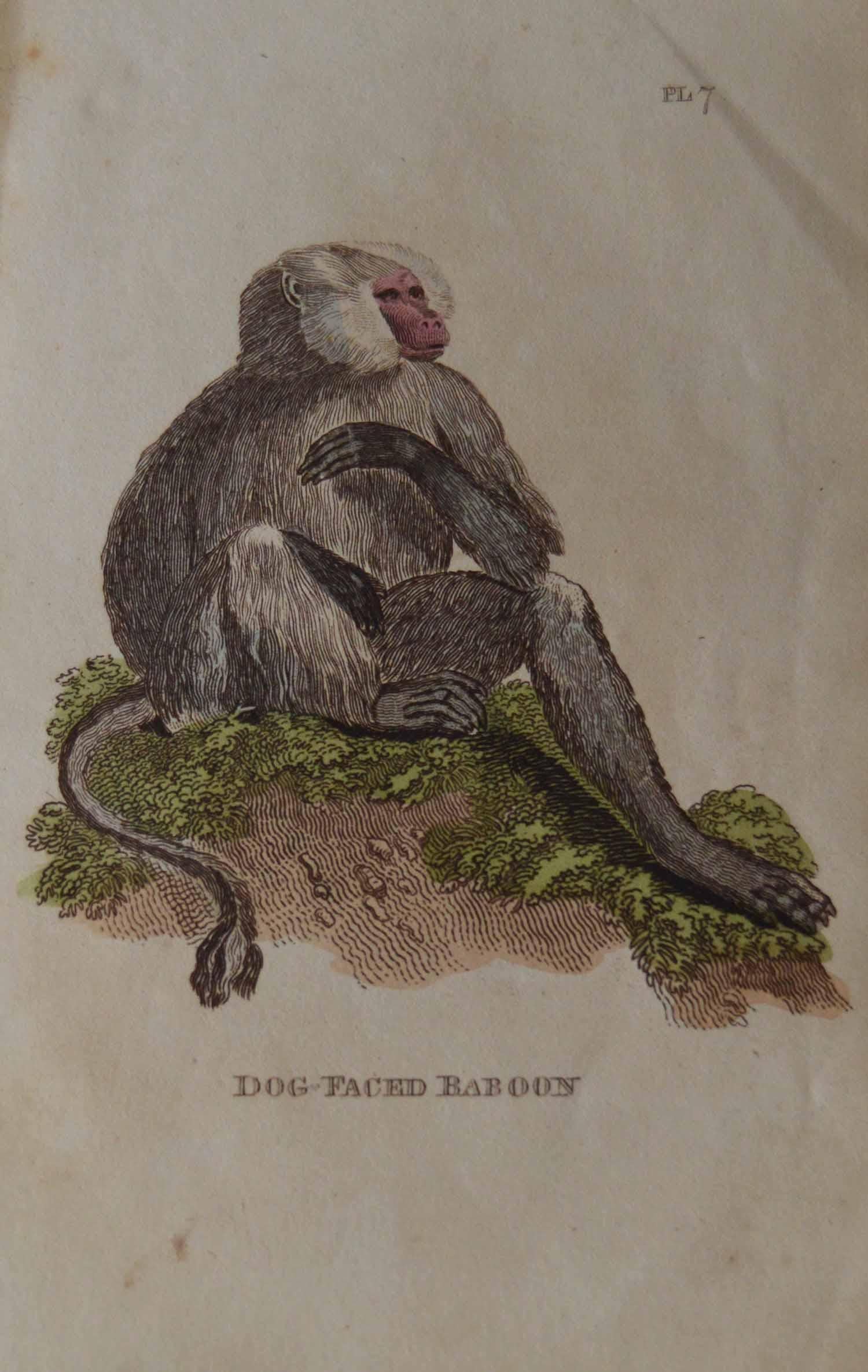 English Set of 15 Original Antique Prints of Monkey's, circa 1810