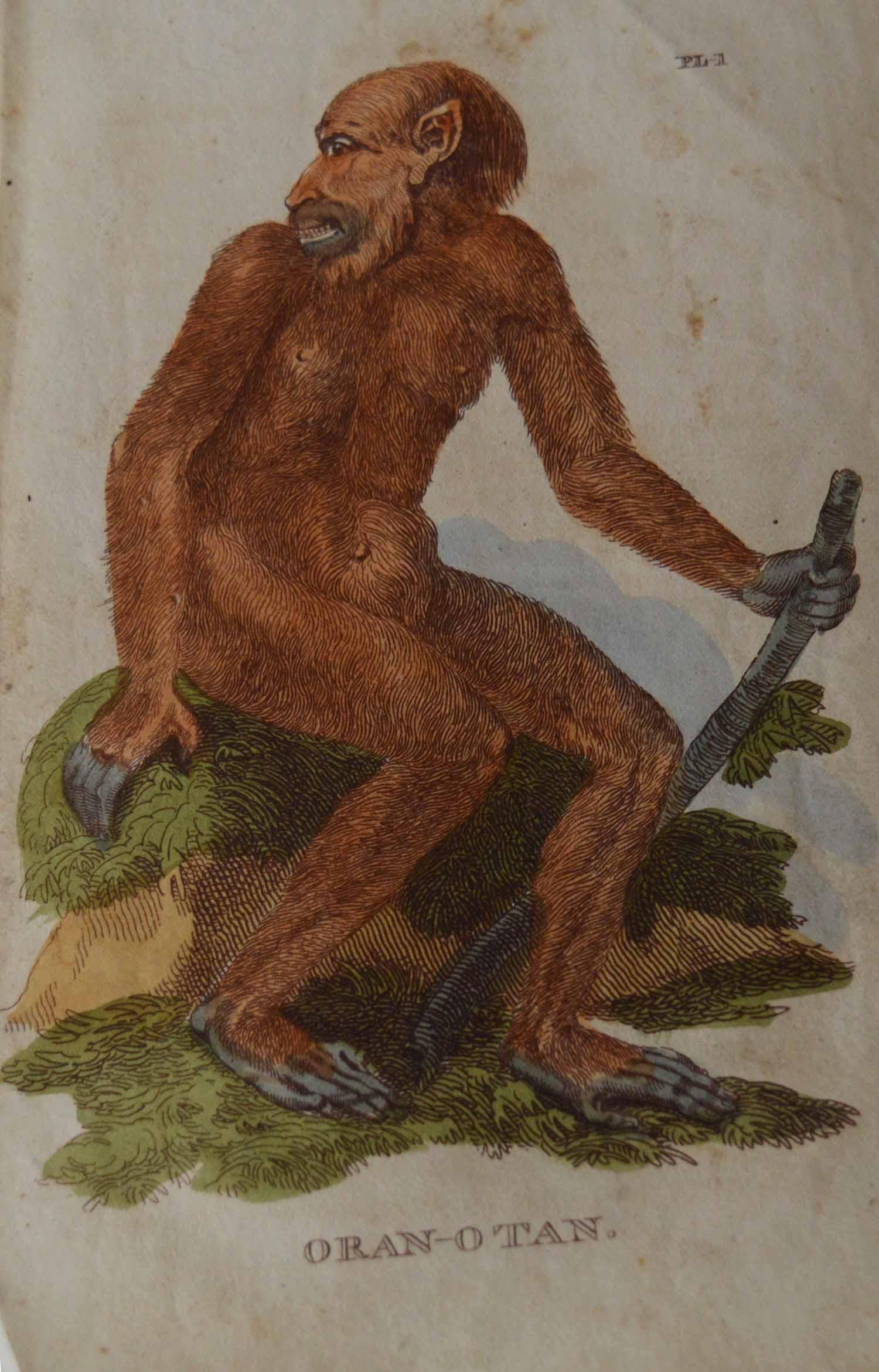 Other Set of 15 Original Antique Prints of Monkey's, circa 1810