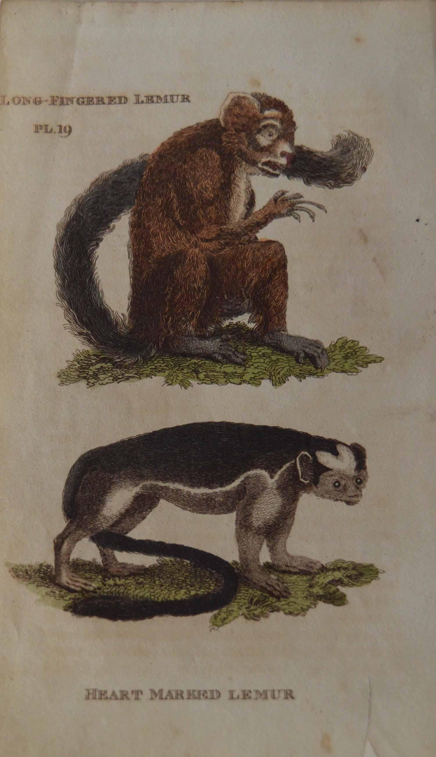 Set of 15 Original Antique Prints of Monkey's, circa 1810 In Good Condition In St Annes, Lancashire