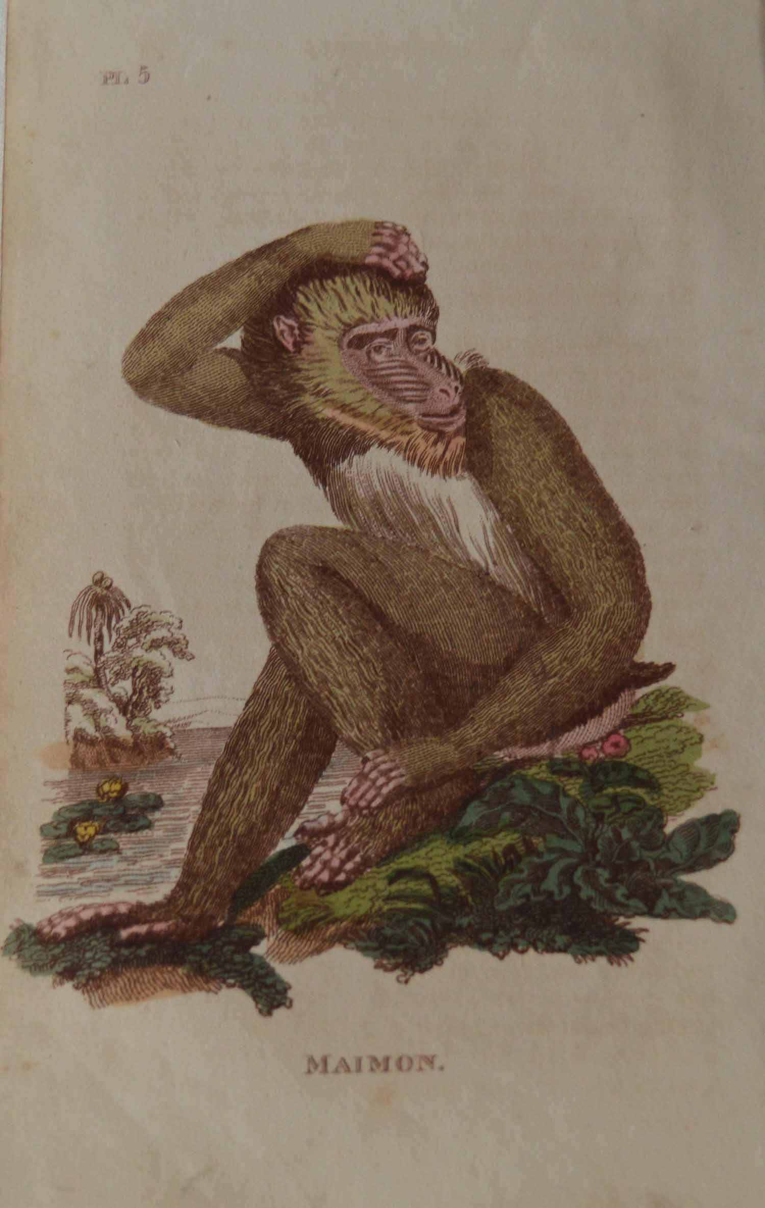 Early 19th Century Set of 15 Original Antique Prints of Monkey's, circa 1810