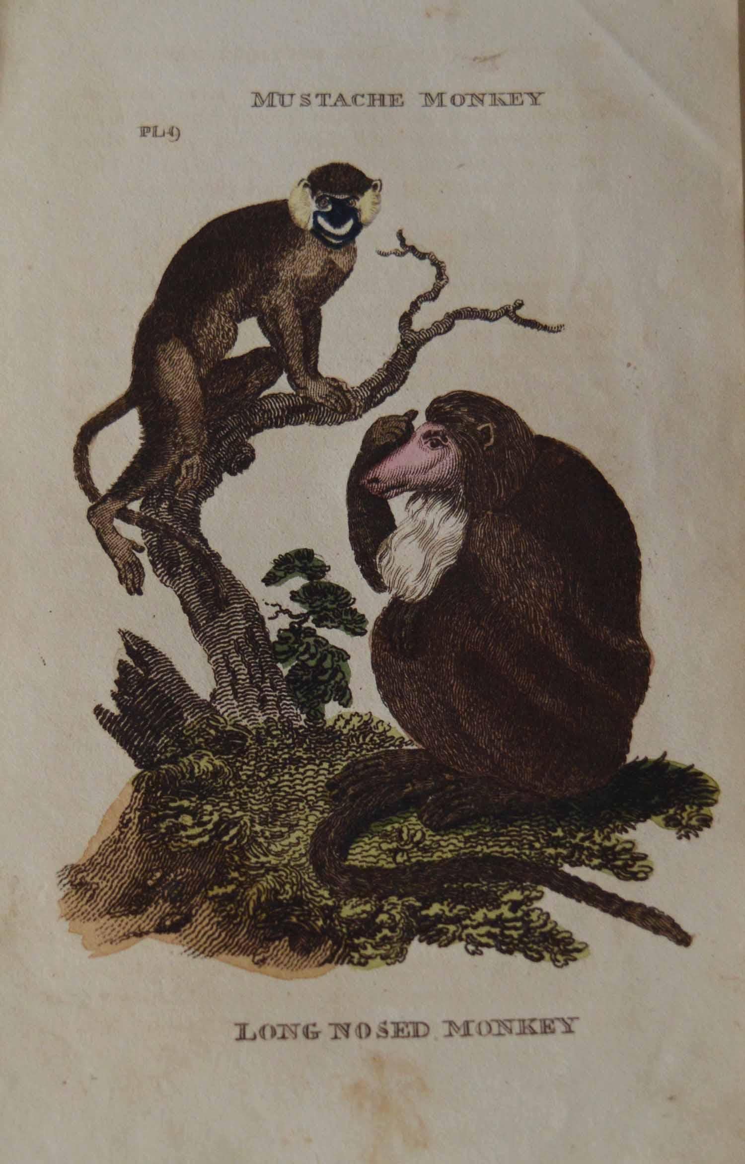Paper Set of 15 Original Antique Prints of Monkey's, circa 1810