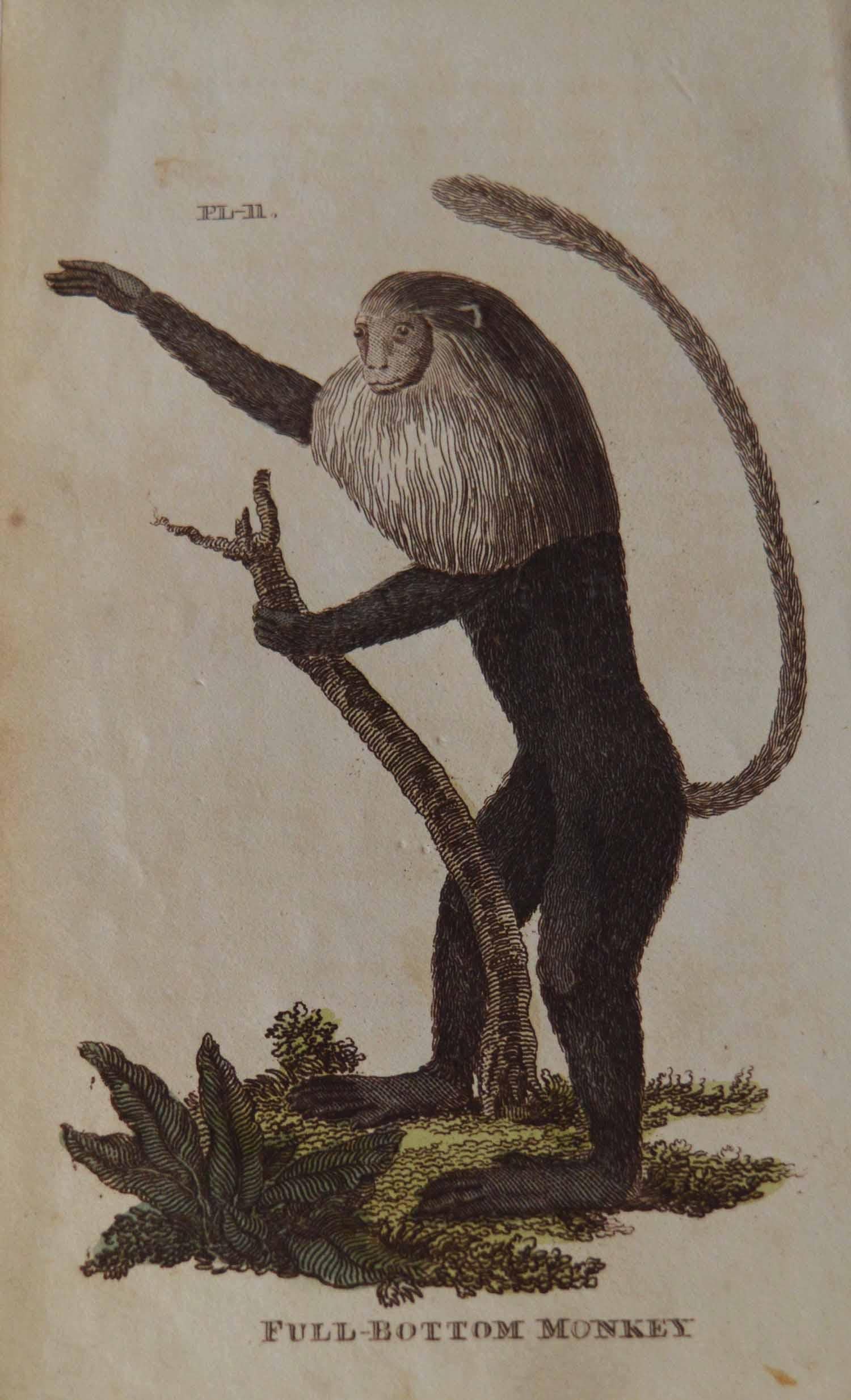 Set of 15 Original Antique Prints of Monkey's, circa 1810 1