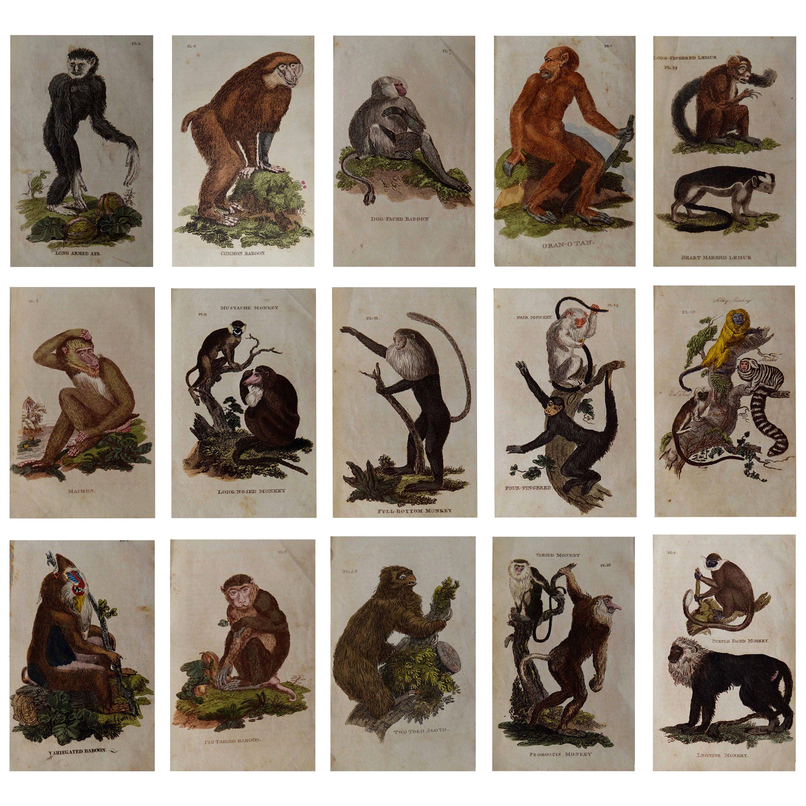 Set of 15 Original Antique Prints of Monkey's, circa 1810