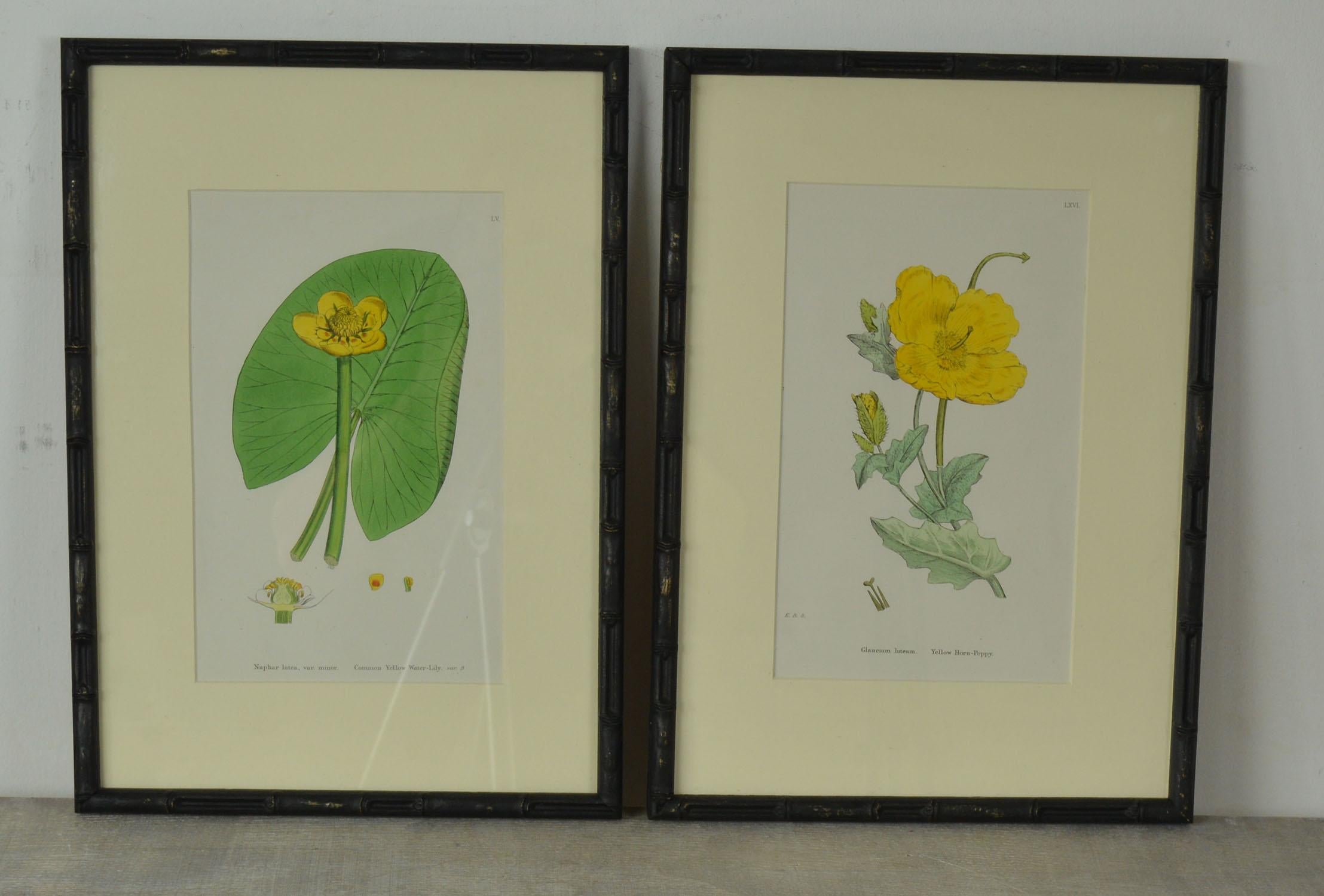 Set of 16 Antique Botanical Prints in Faux Bamboo Frames, circa 1850 3