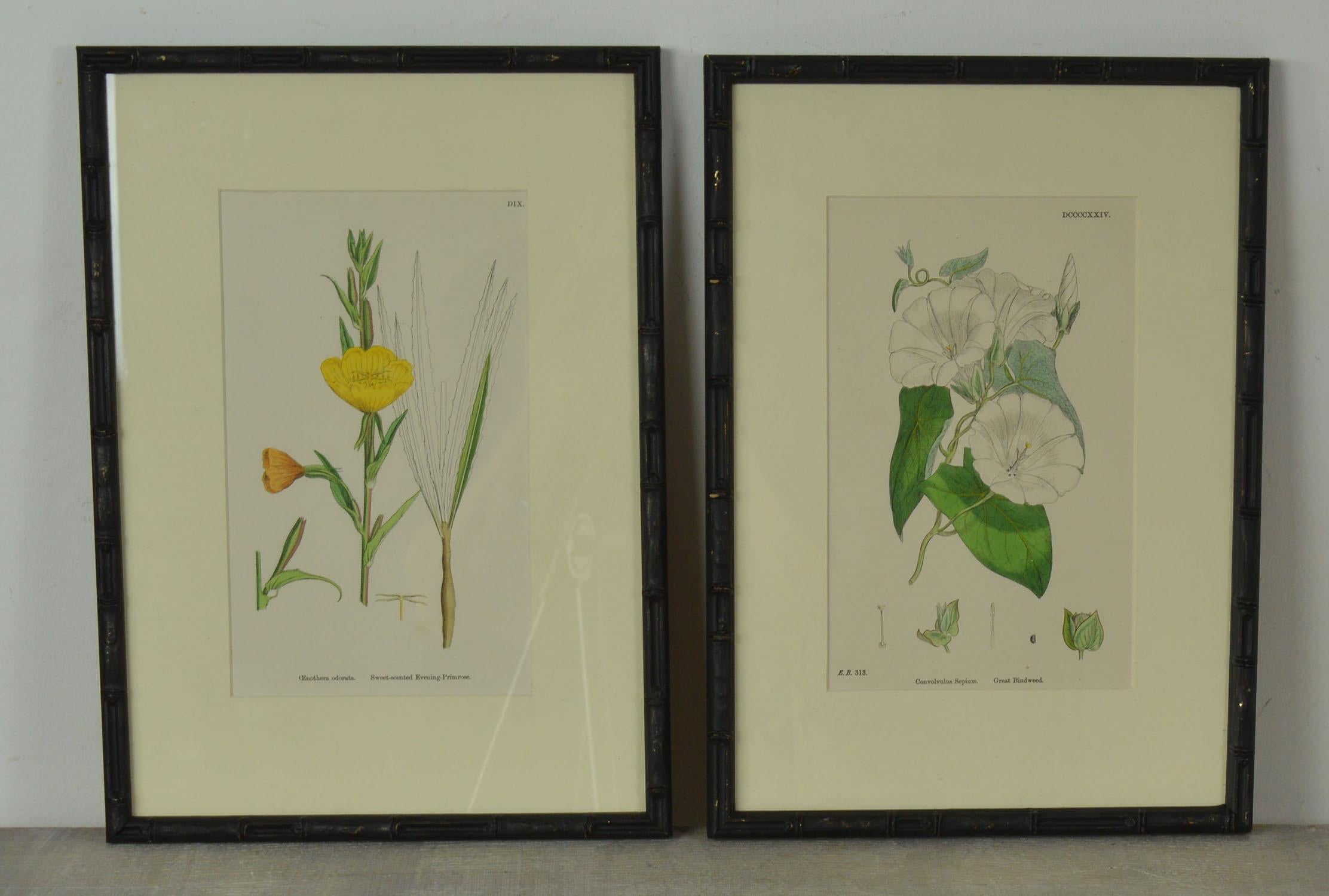 English Set of 16 Antique Botanical Prints in Faux Bamboo Frames, circa 1850