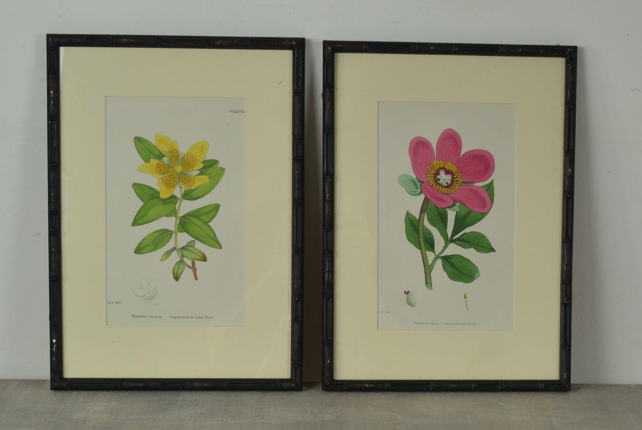 Set of 16 Antique Botanical Prints in Faux Bamboo Frames, circa 1850 In Good Condition In St Annes, Lancashire