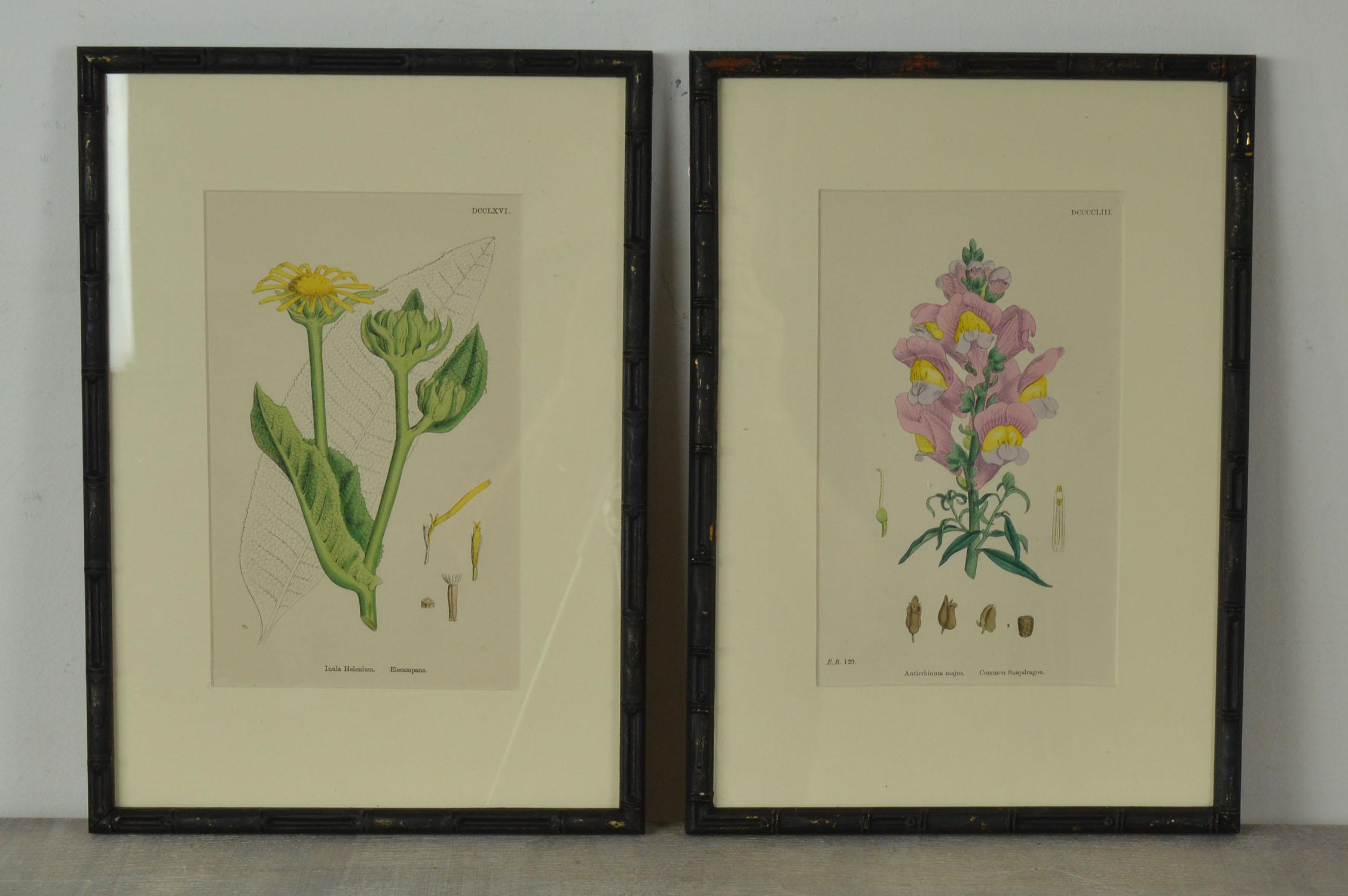 Mid-19th Century Set of 16 Antique Botanical Prints in Faux Bamboo Frames, circa 1850