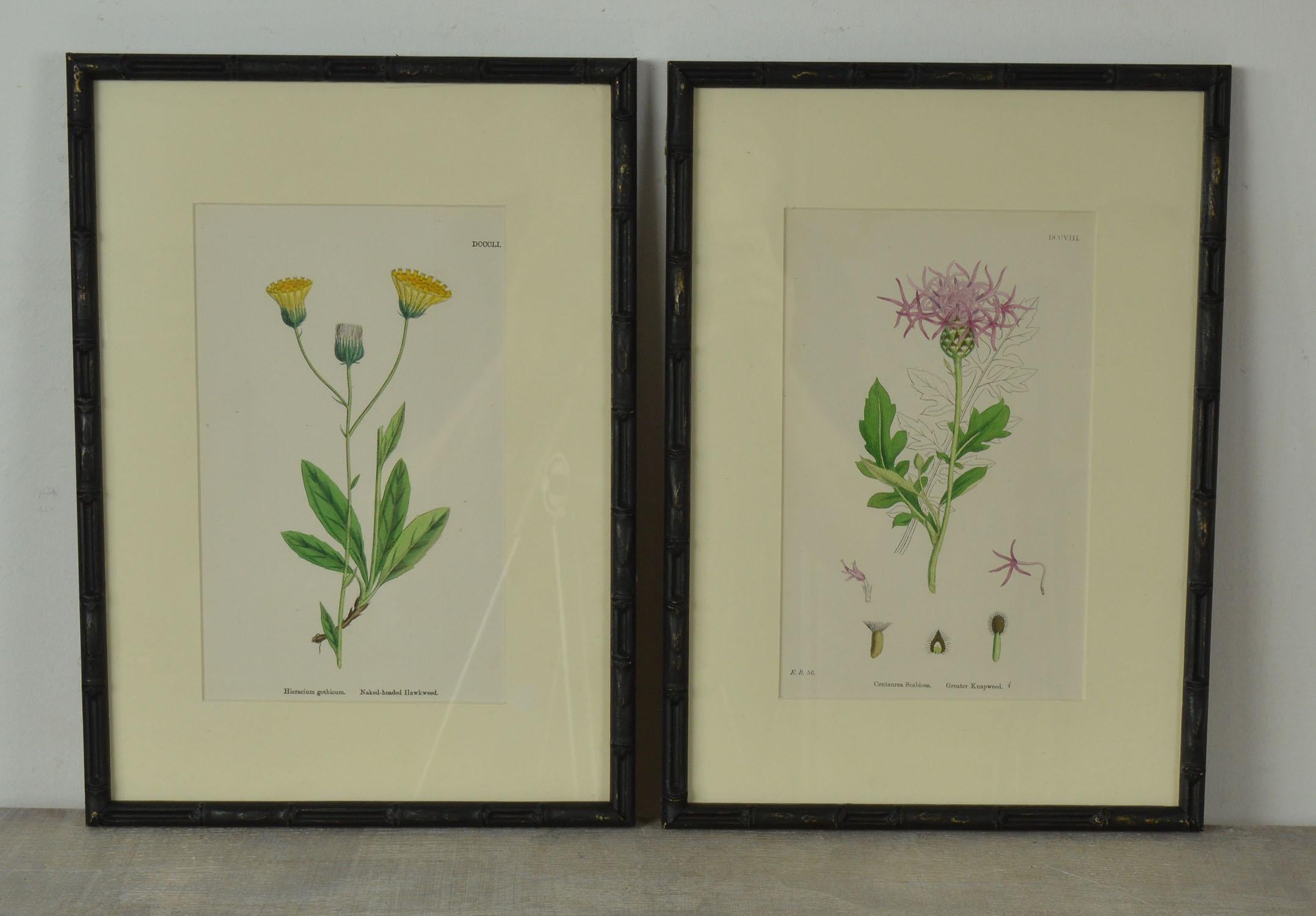 Set of 16 Antique Botanical Prints in Faux Bamboo Frames, circa 1850 1
