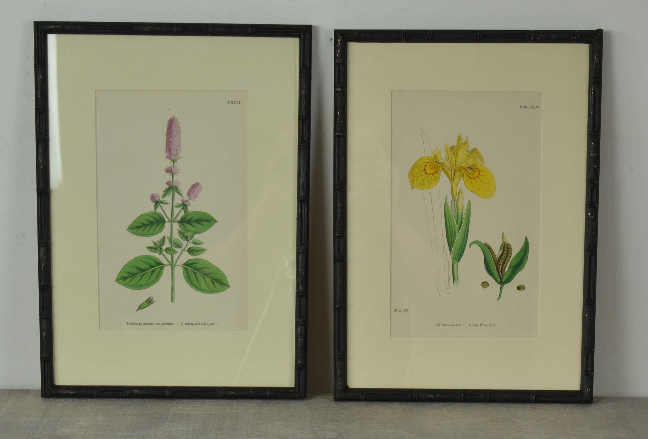 Set of 16 Antique Botanical Prints in Faux Bamboo Frames, circa 1850 2