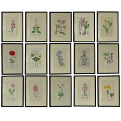 Set of 16 Antique Botanical Prints in Faux Bamboo Frames, circa 1850