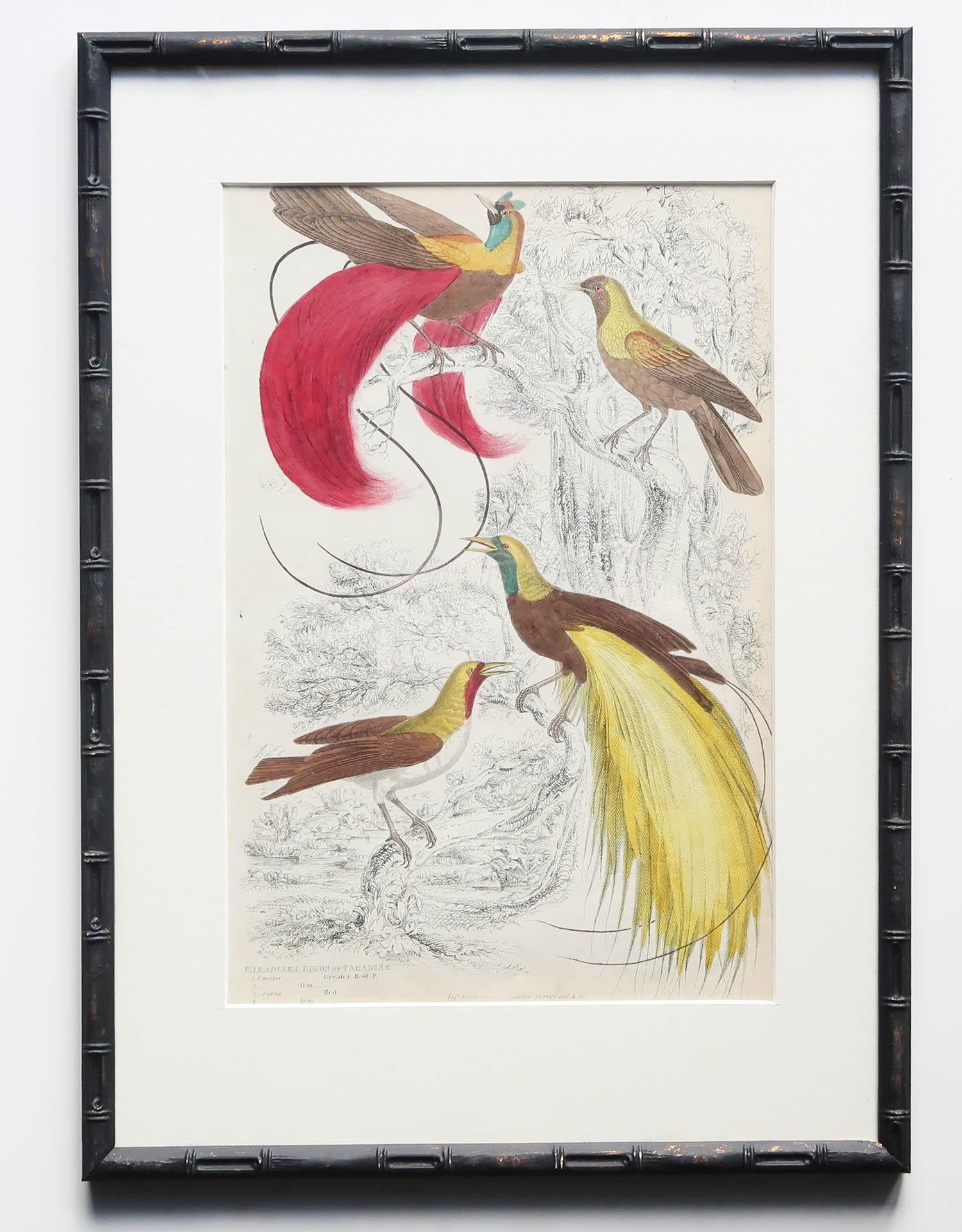 Set von 15 antiken exotischen Vogeldrucken in ebonisierten Kunstbambusrahmen, um 1835 im Angebot 3