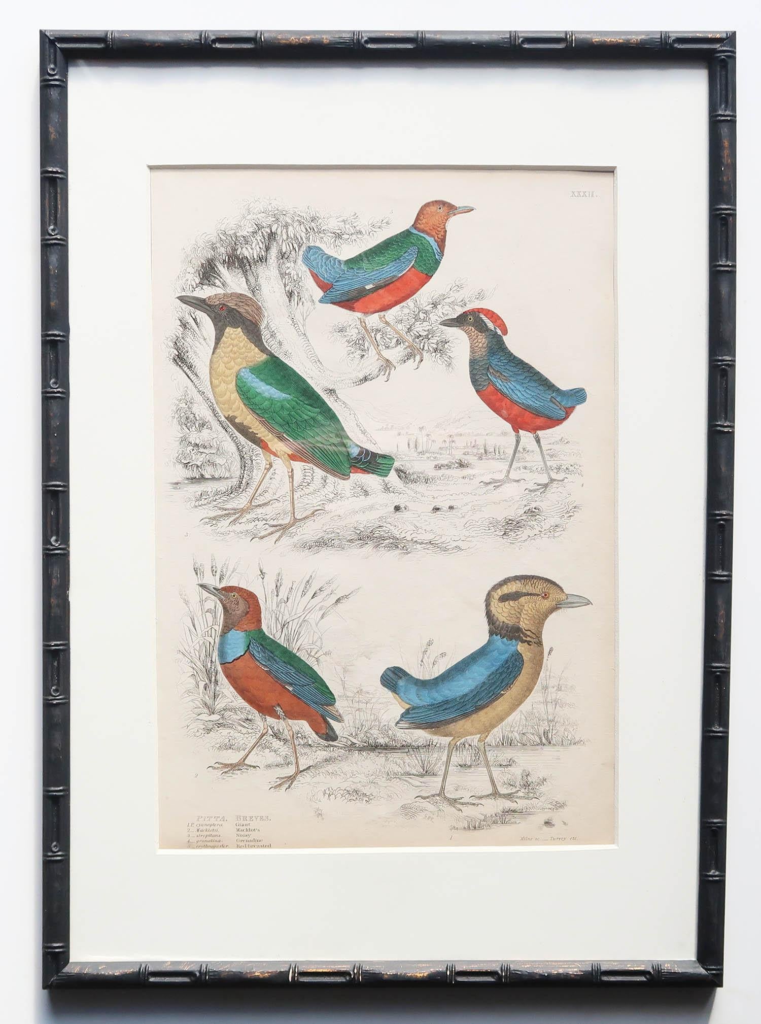 Set of 15 Antique Exotic Bird Prints in Ebonised Faux Bamboo Frames, C.1835 For Sale 4