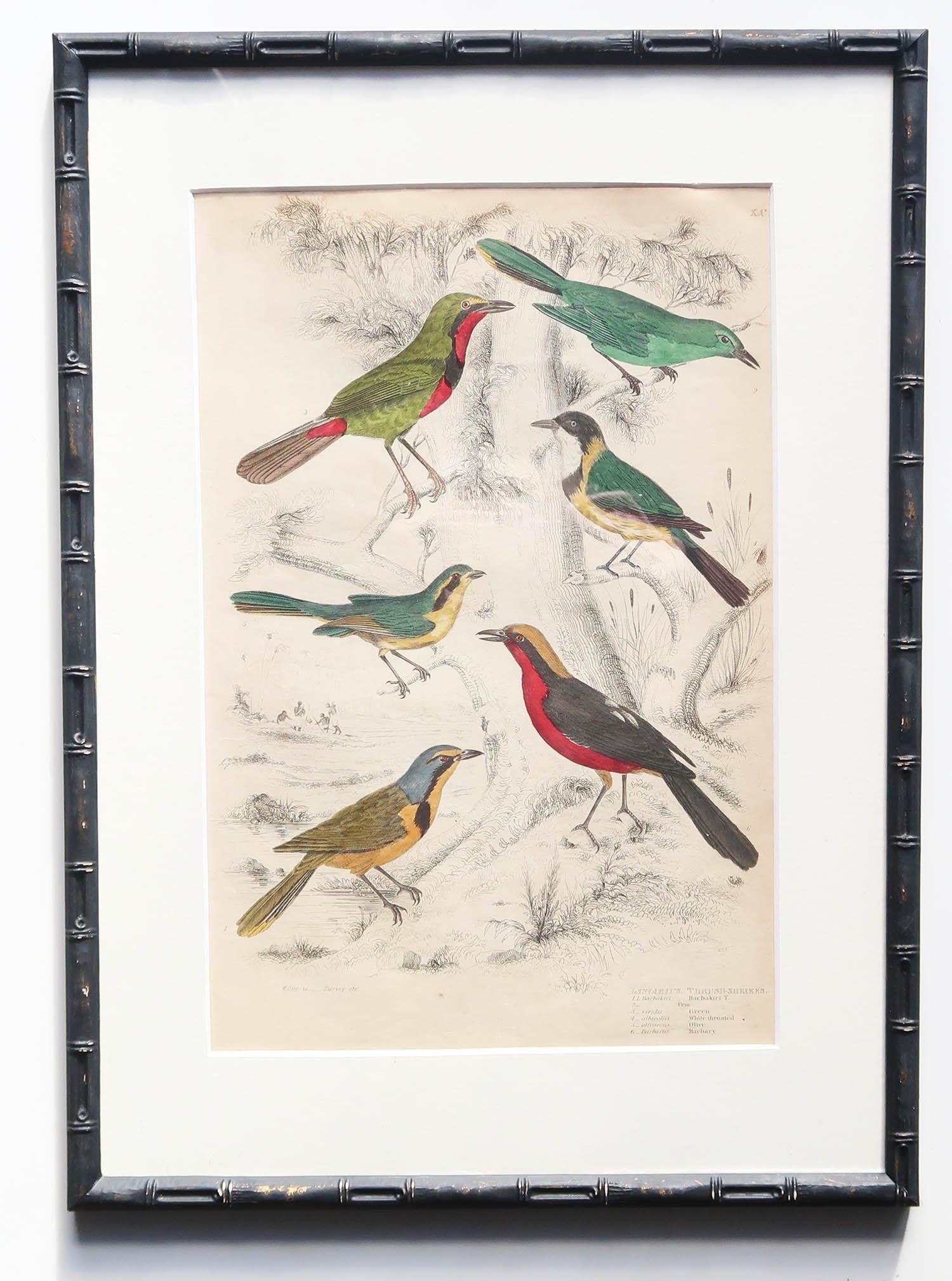 Ensemble de 15 estampes d'oiseaux exotiques anciennes dans des cadres en faux bambou ébénisé, C.1835 en vente 4