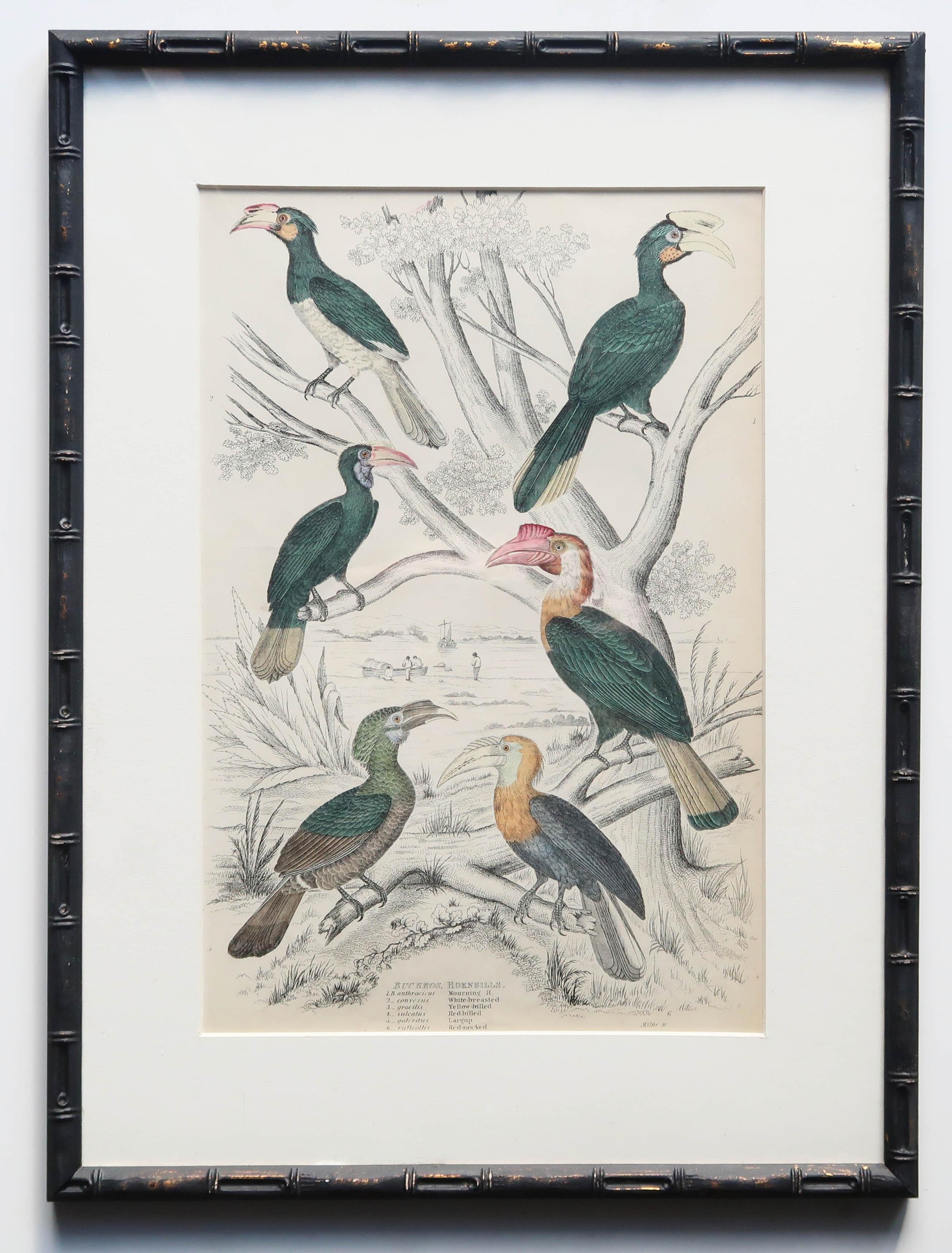 Ensemble de 15 estampes d'oiseaux exotiques anciennes dans des cadres en faux bambou ébénisé, C.1835 en vente 5