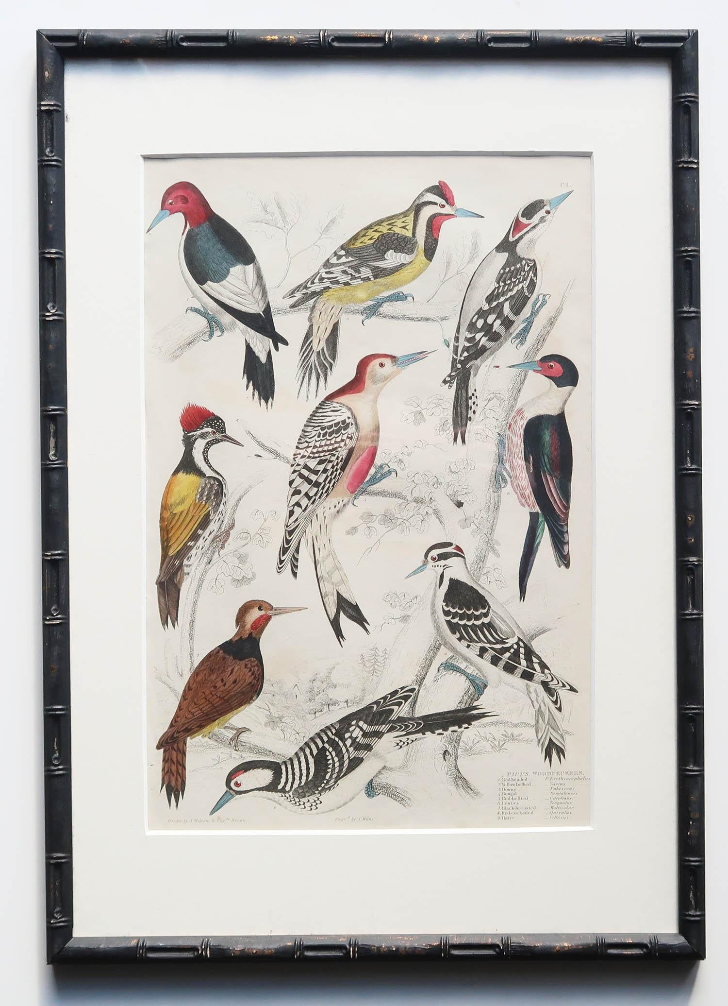 Ensemble de 15 estampes d'oiseaux exotiques anciennes dans des cadres en faux bambou ébénisé, C.1835 en vente 6