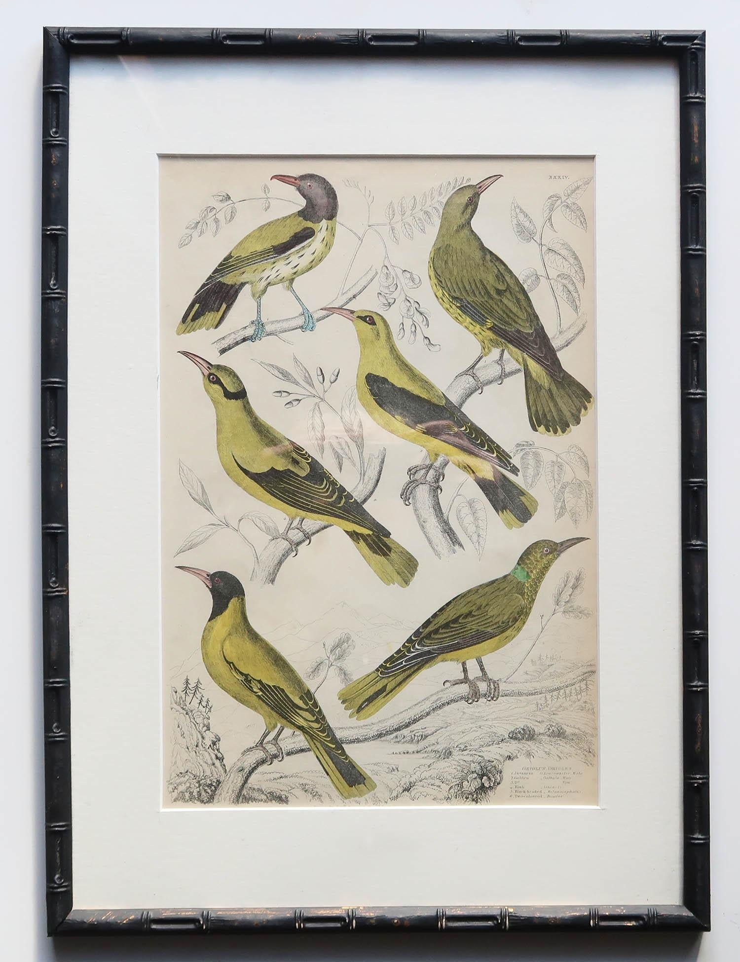 Set of 15 Antique Exotic Bird Prints in Ebonised Faux Bamboo Frames, C.1835 For Sale 8