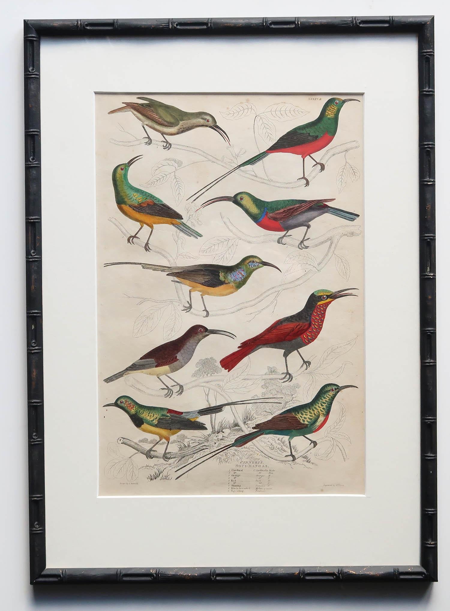 Set von 15 antiken exotischen Vogeldrucken in ebonisierten Kunstbambusrahmen, um 1835 im Angebot 9