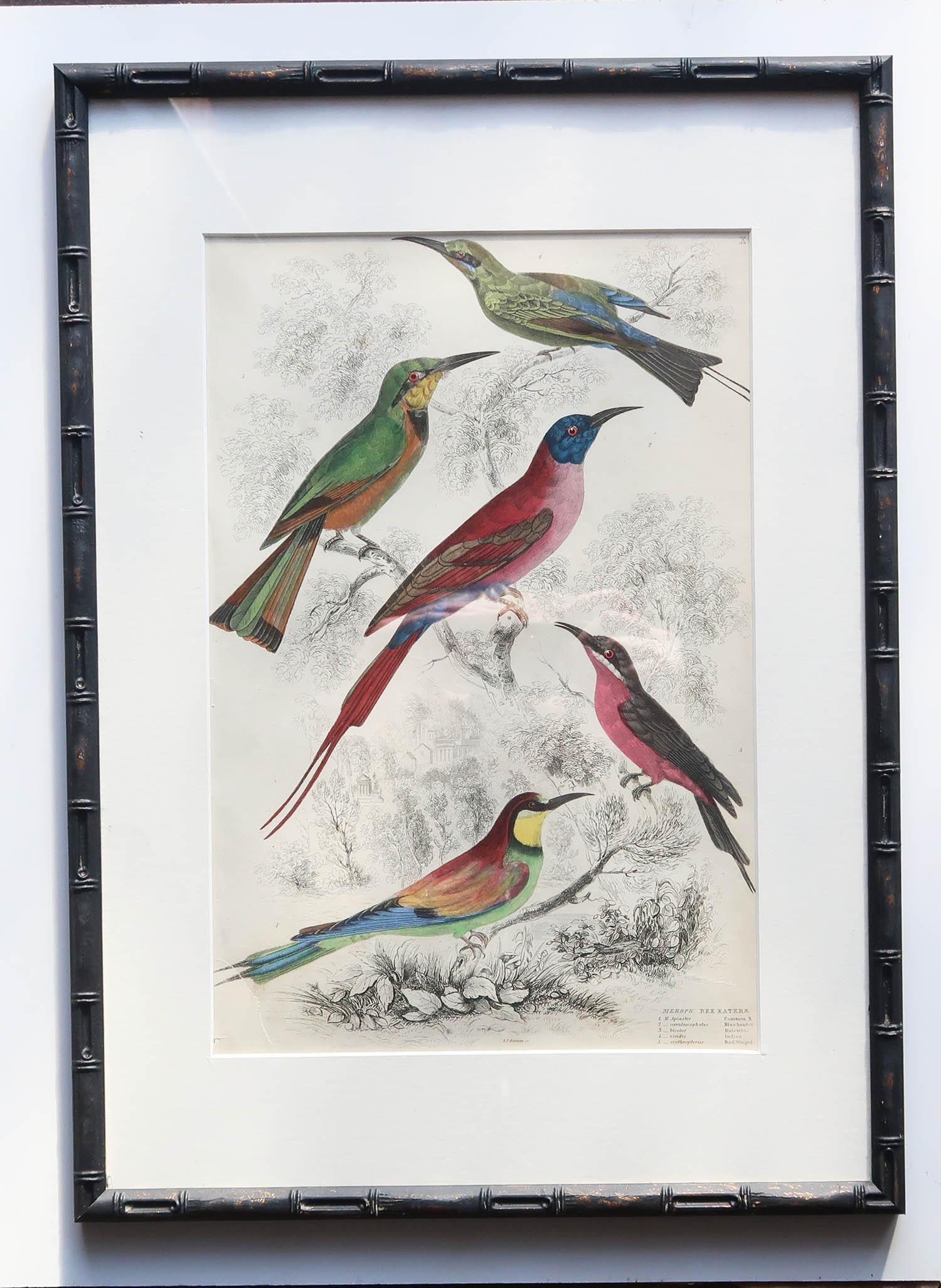 Merveilleux ensemble de 15 gravures anciennes d'oiseaux dans des couleurs exquises et lumineuses.

Présentés dans nos propres cadres en faux bambou ébonisé fabriqués sur mesure.

Lithographies d'après les dessins originaux du capitaine Brown.
